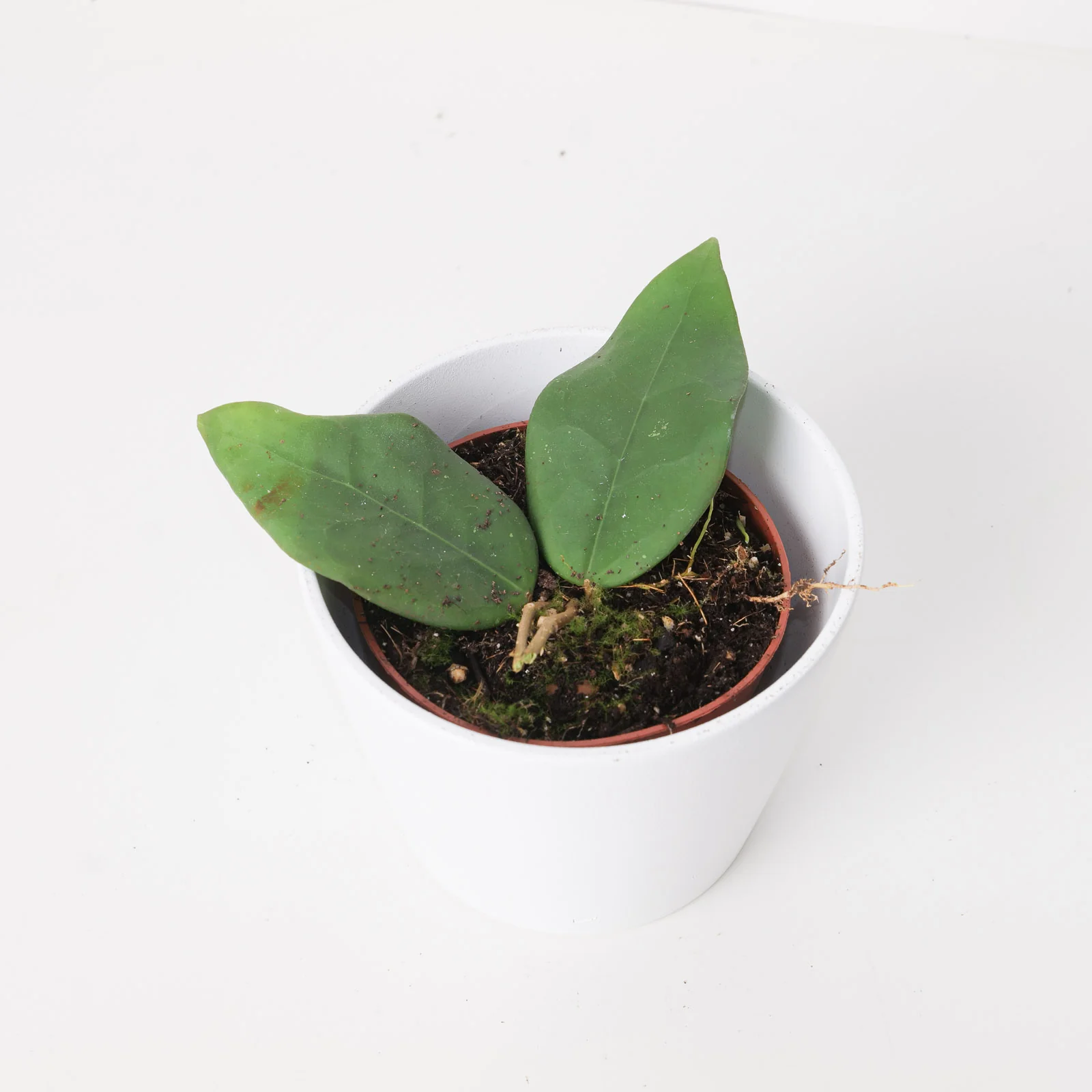 Hoya sp. Sulawesi 3