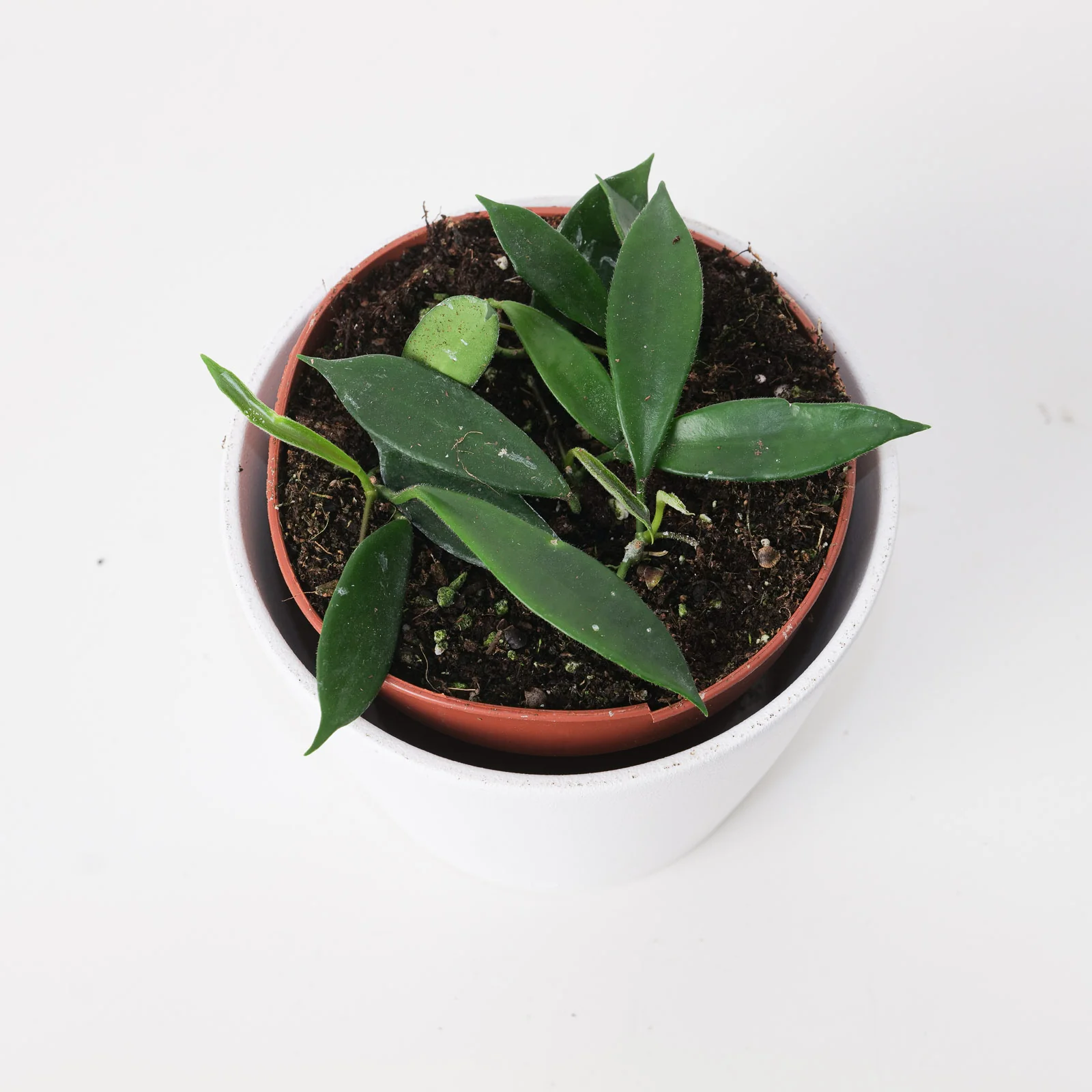 Hoya stoneana IPPS 00132