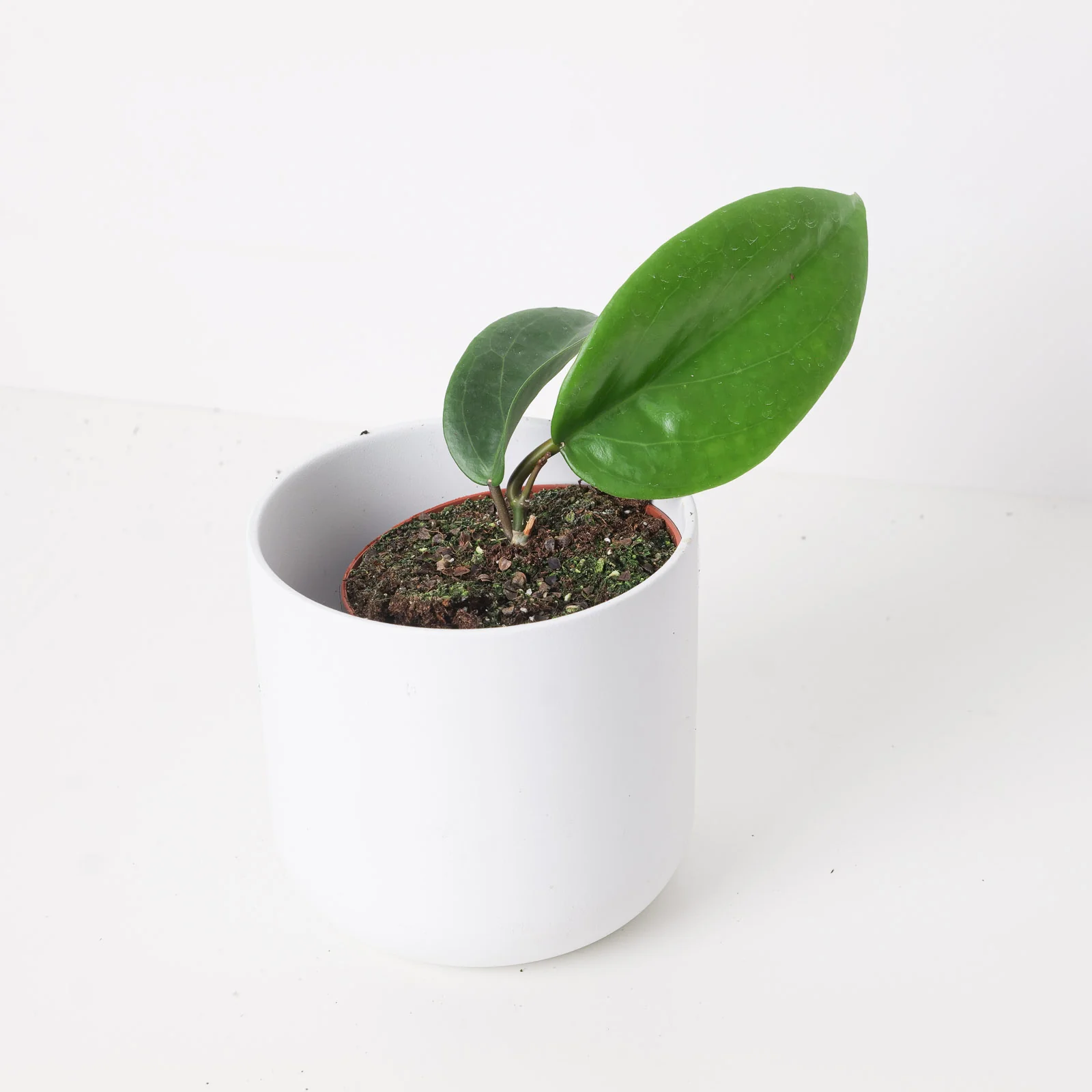 Hoya surigaoensis EG 00897
