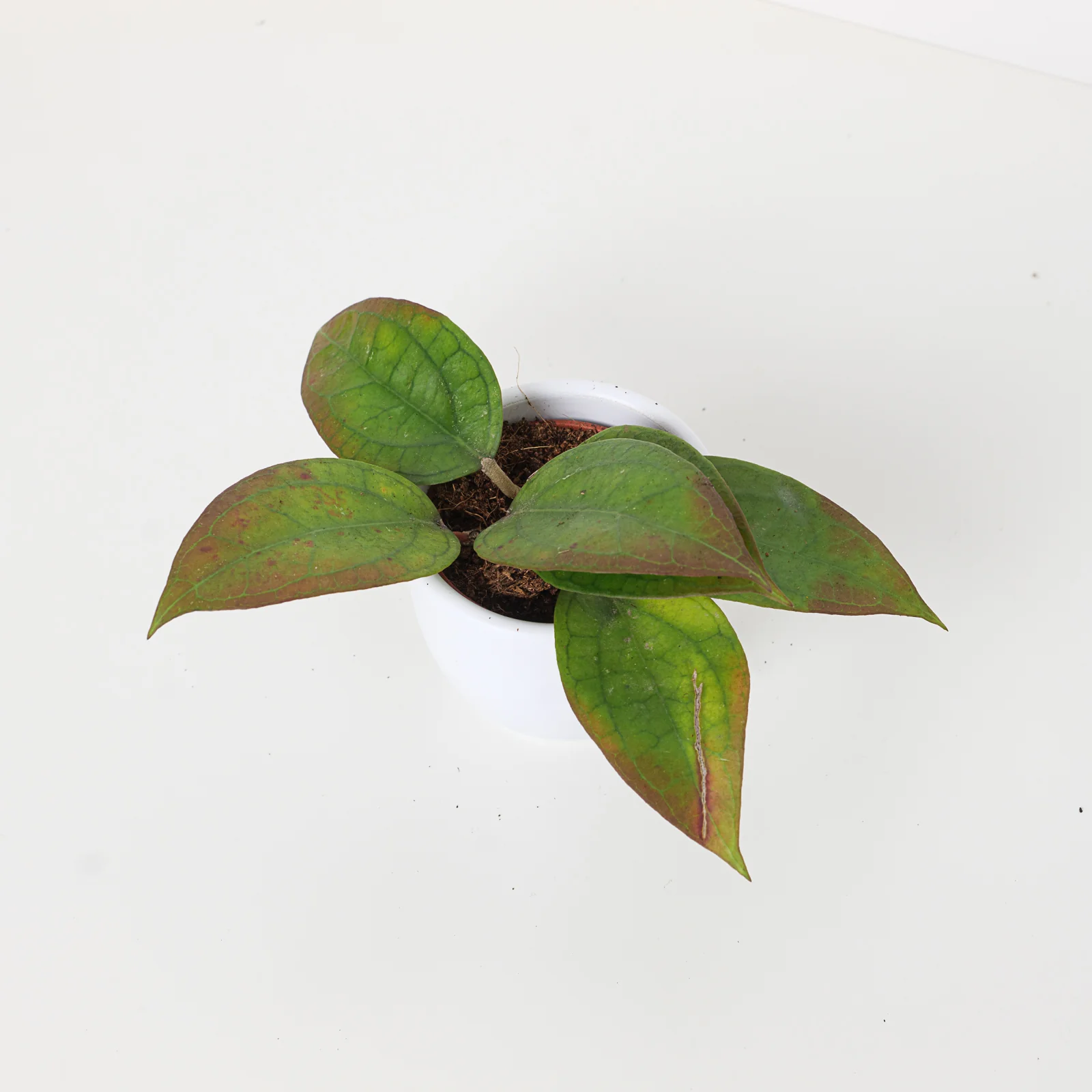 Hoya 'Tequila Sunrise'