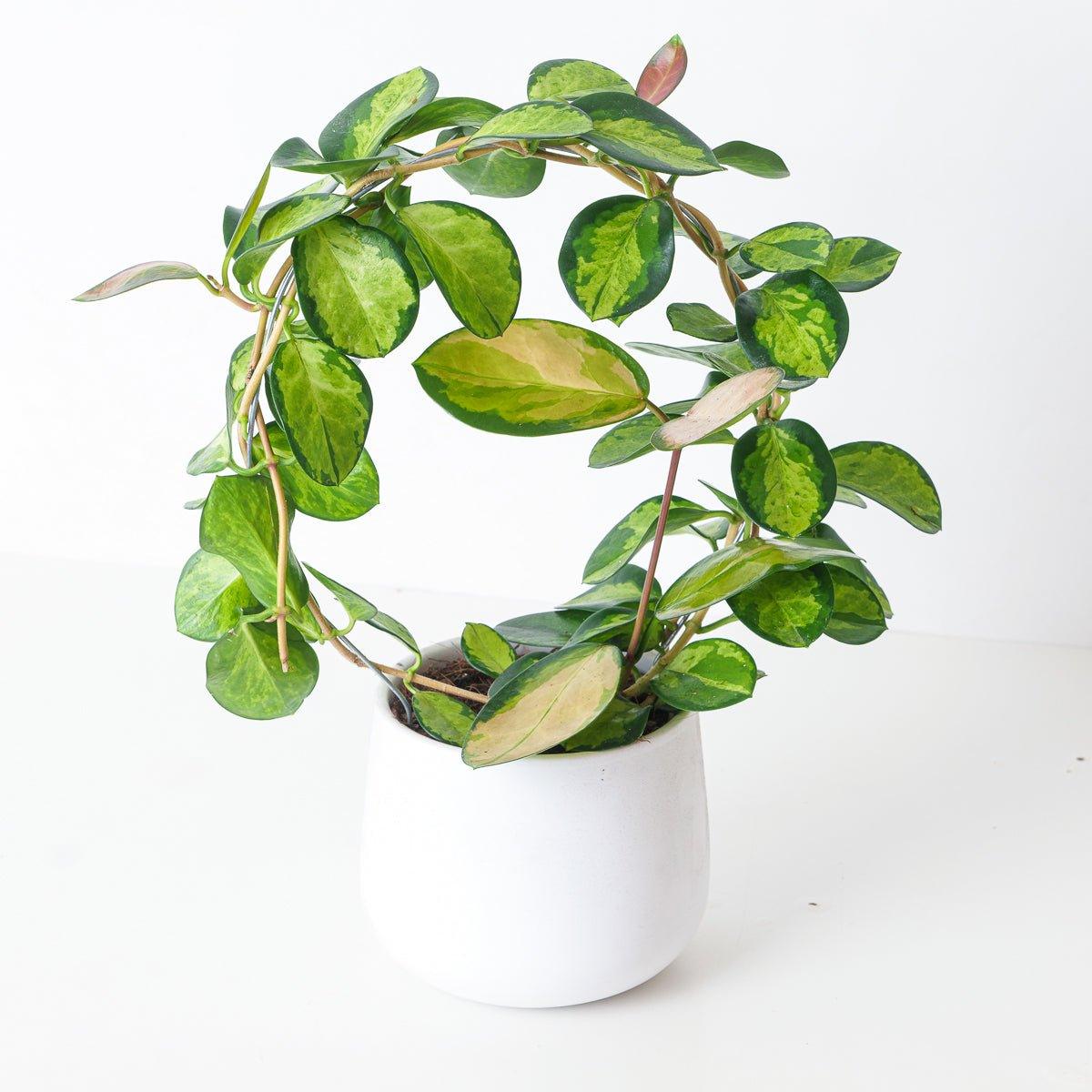 Hoya Australis Lisa - Image 3
