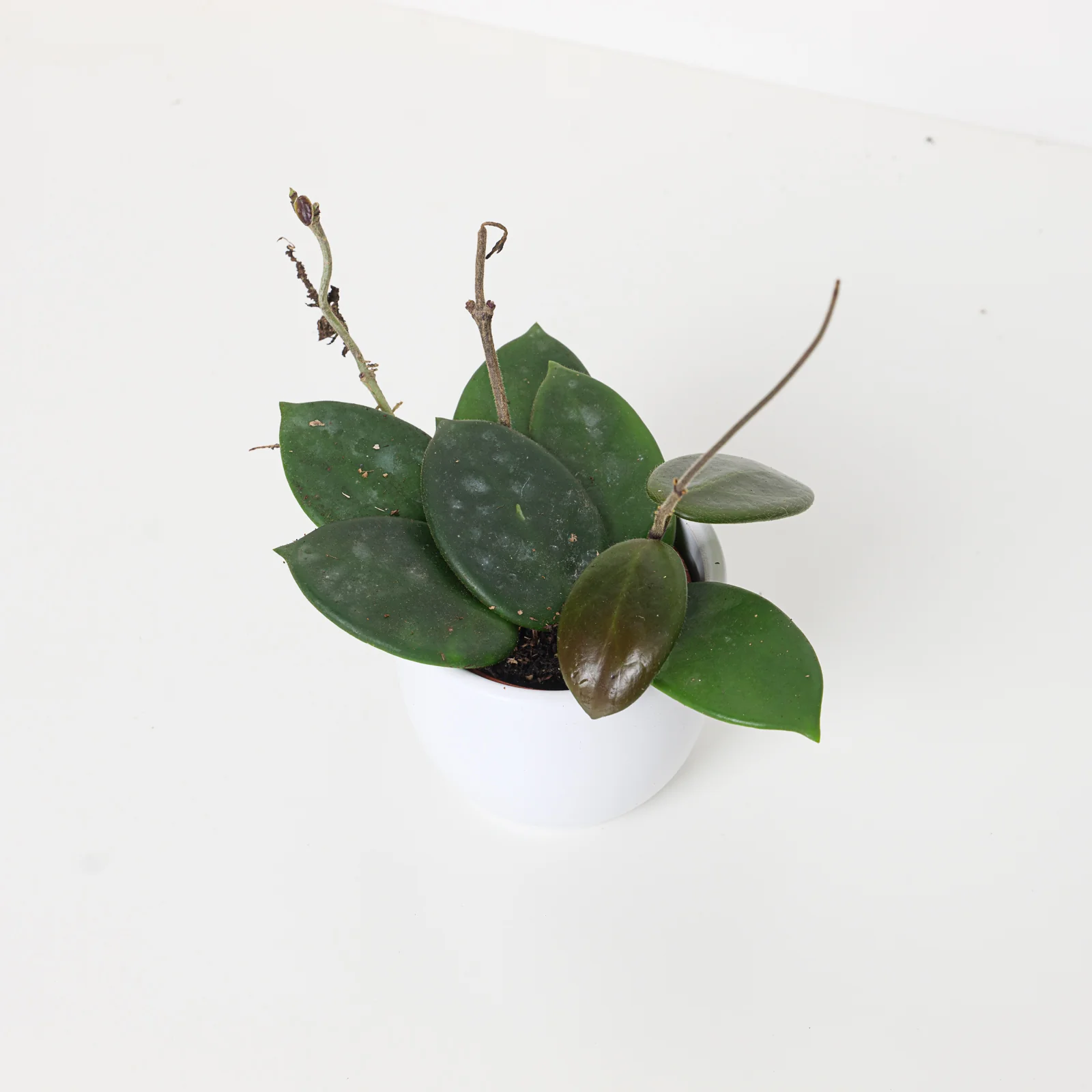 Hoya vangviengiensis