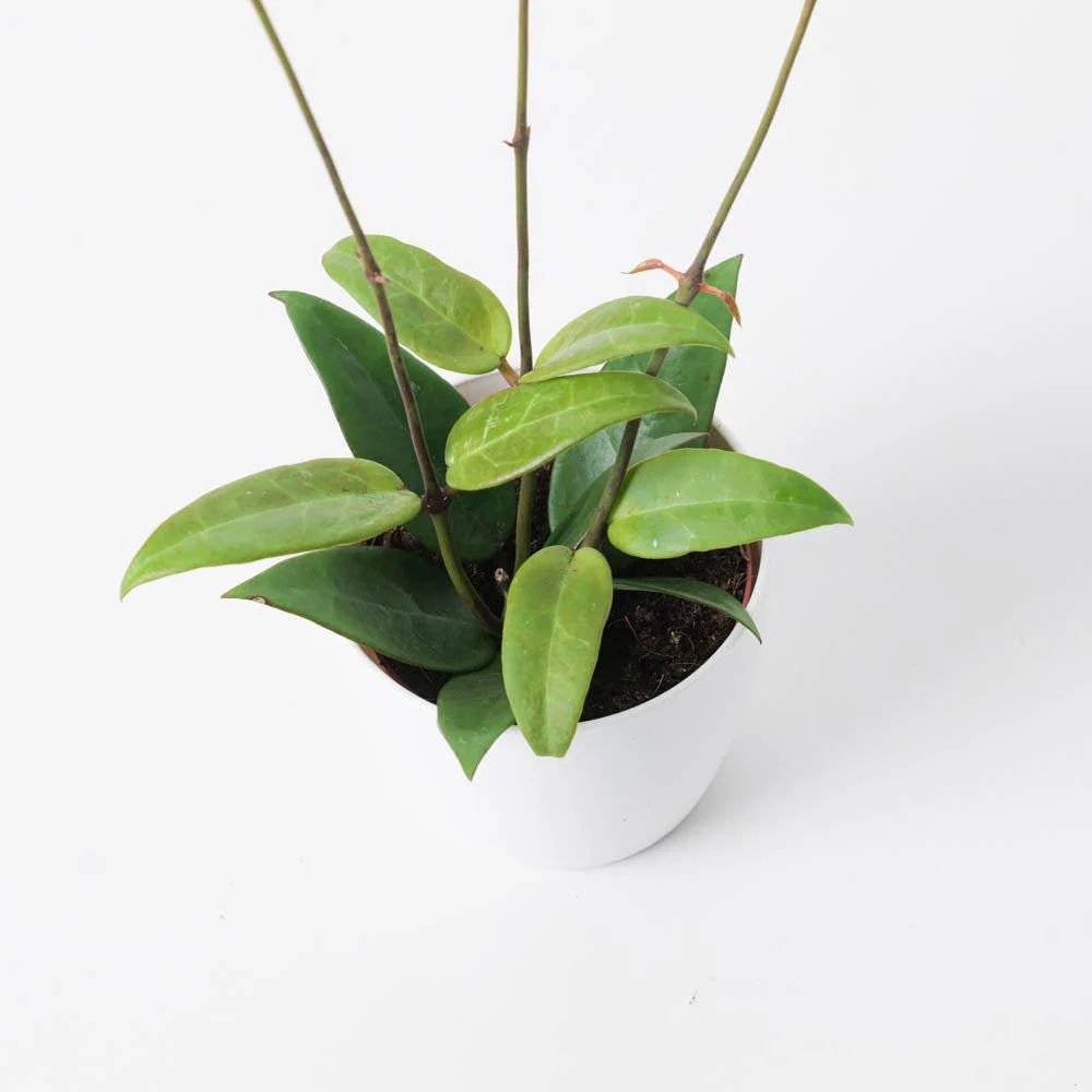 Hoya verticillata 'Red leaf'