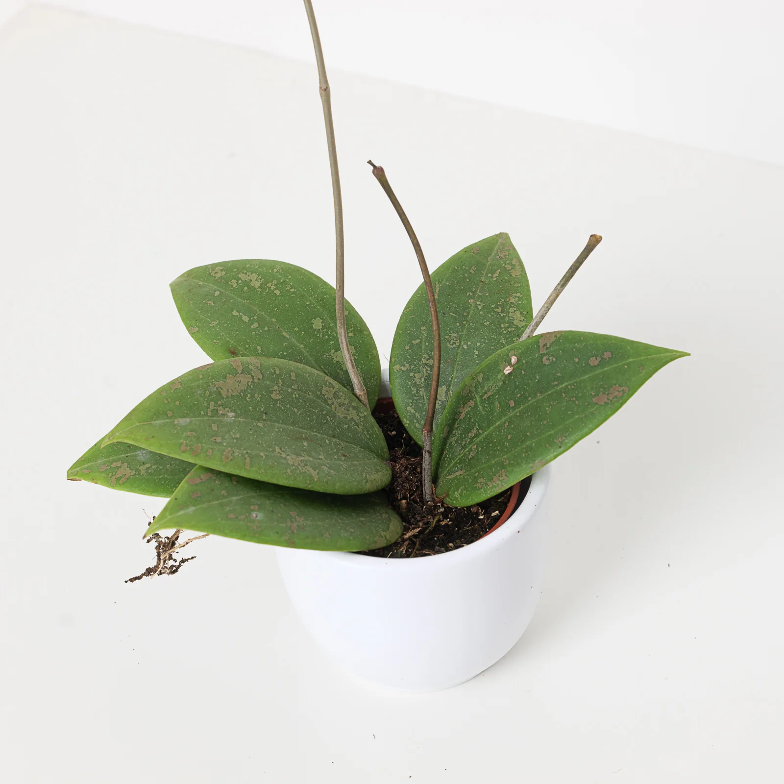 Hoya verticillata sp Tanggamus