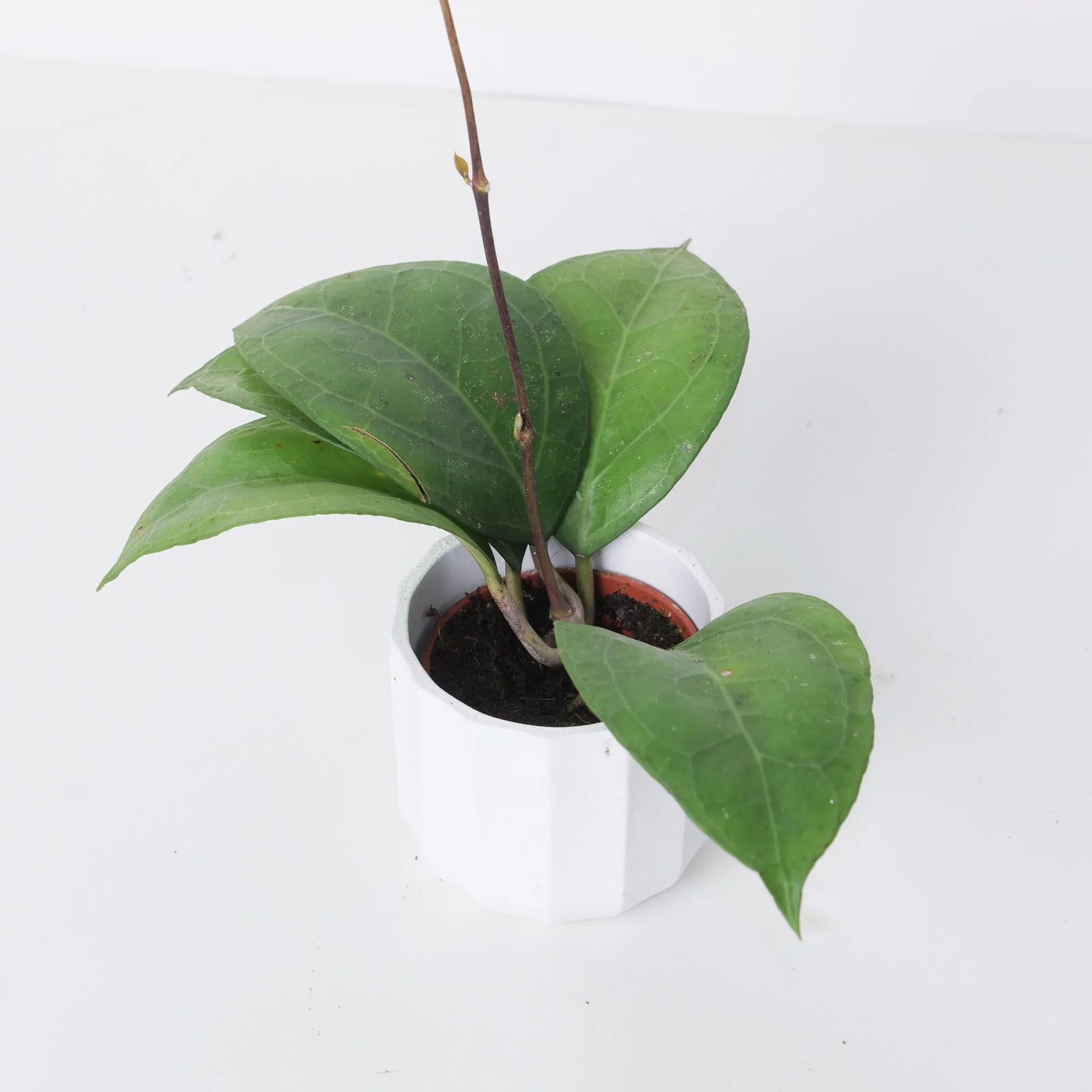 Hoya verticillata sp Wayang Splash
