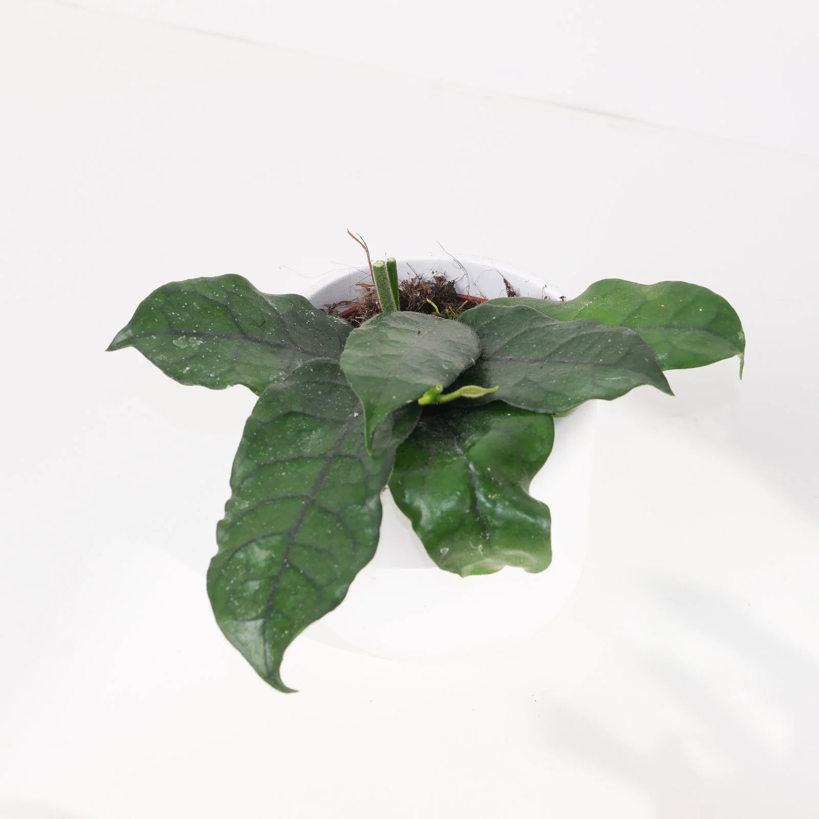 Hoya villosa - Image 2