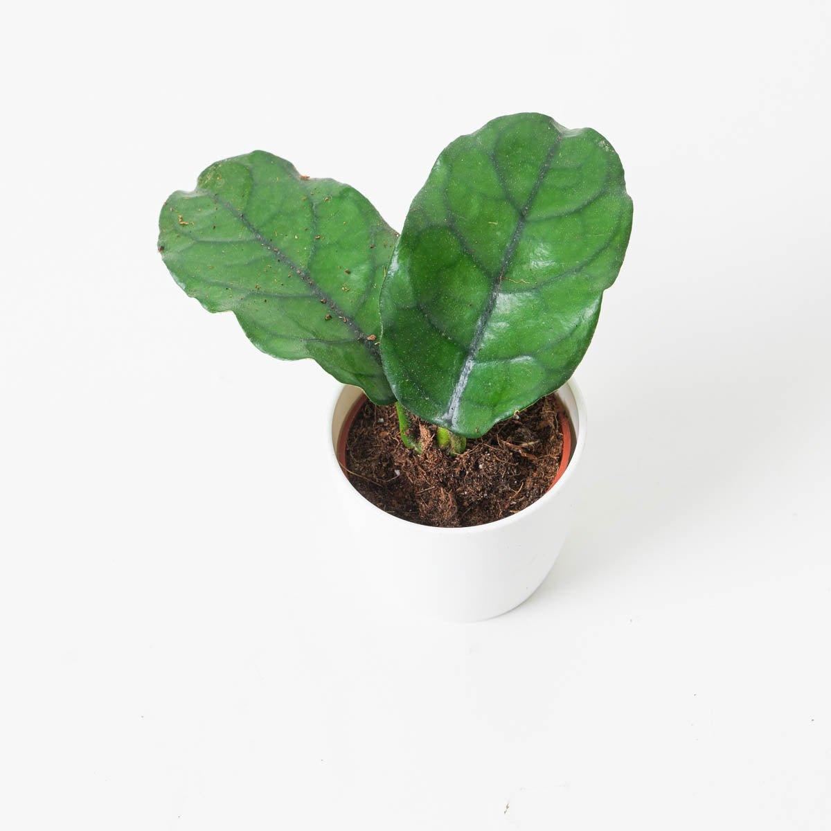Hoya villosa - Image 3
