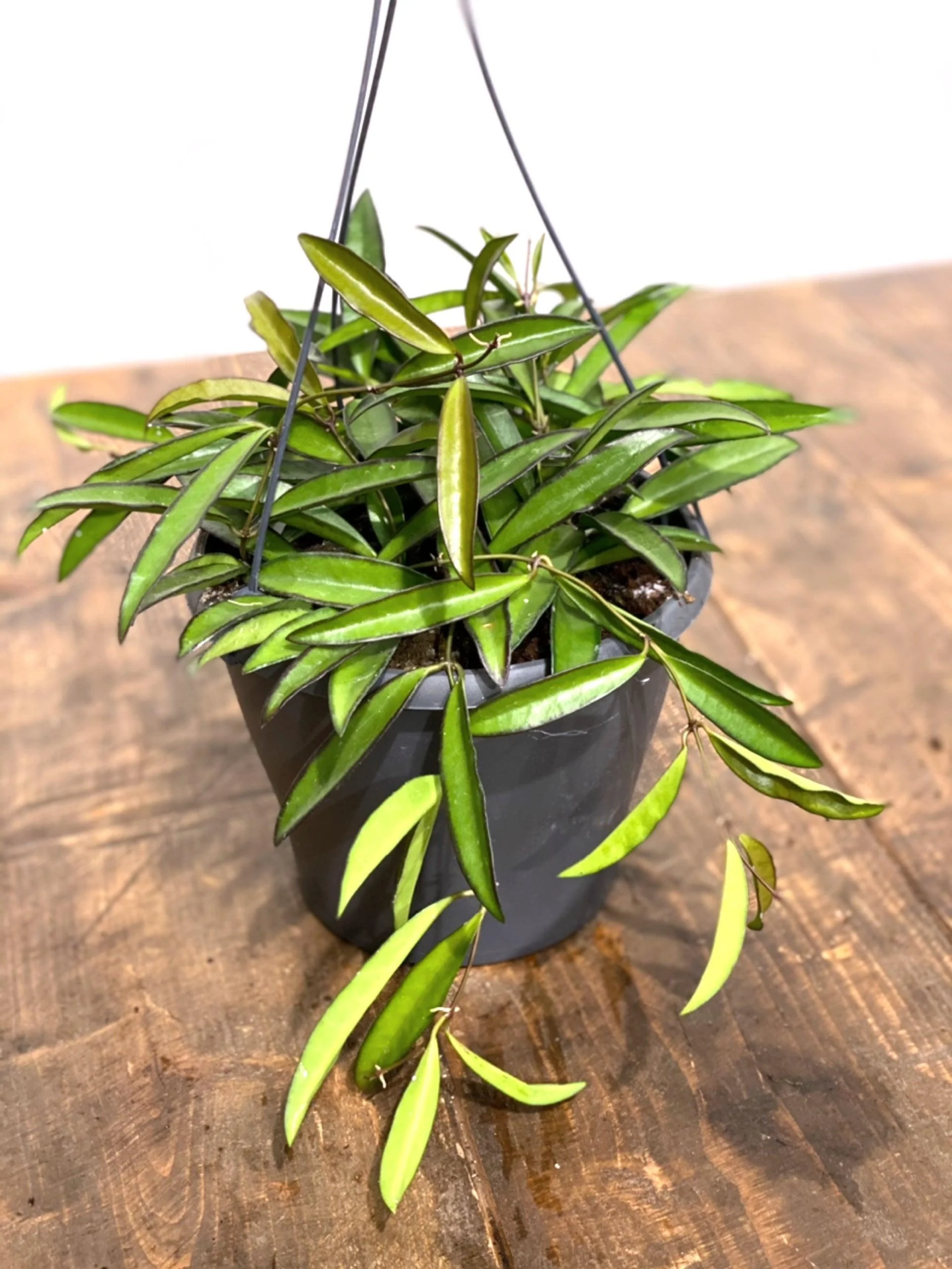 Hoya Wayetti - Image 3