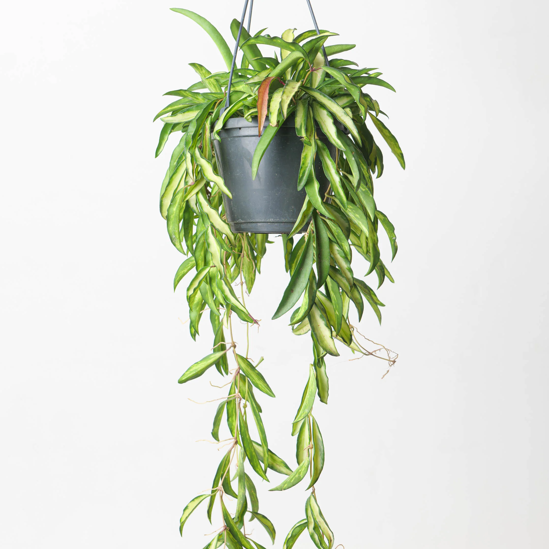 Hoya Wayetti Tricolor