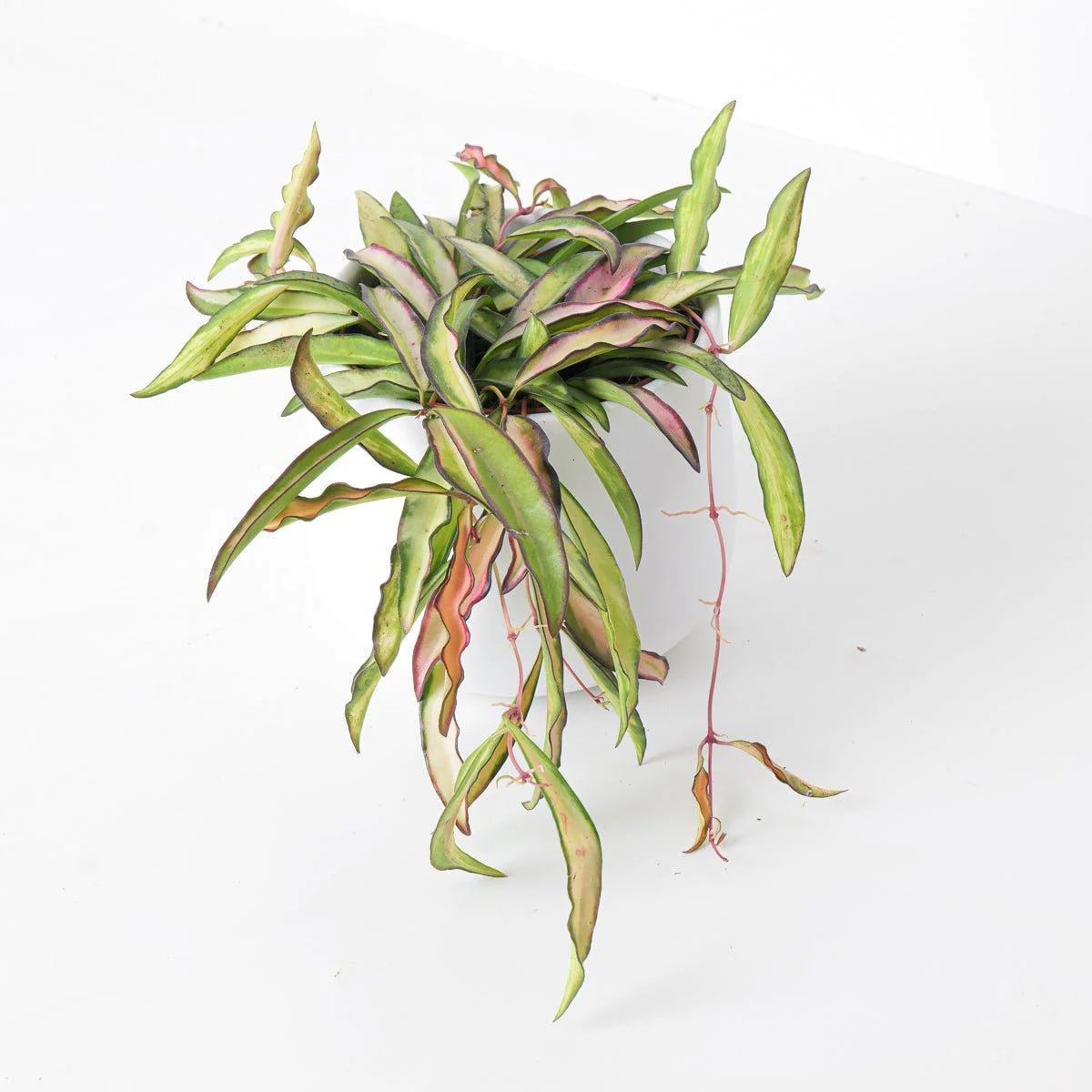 Hoya Wayetti Tricolor - Image 2