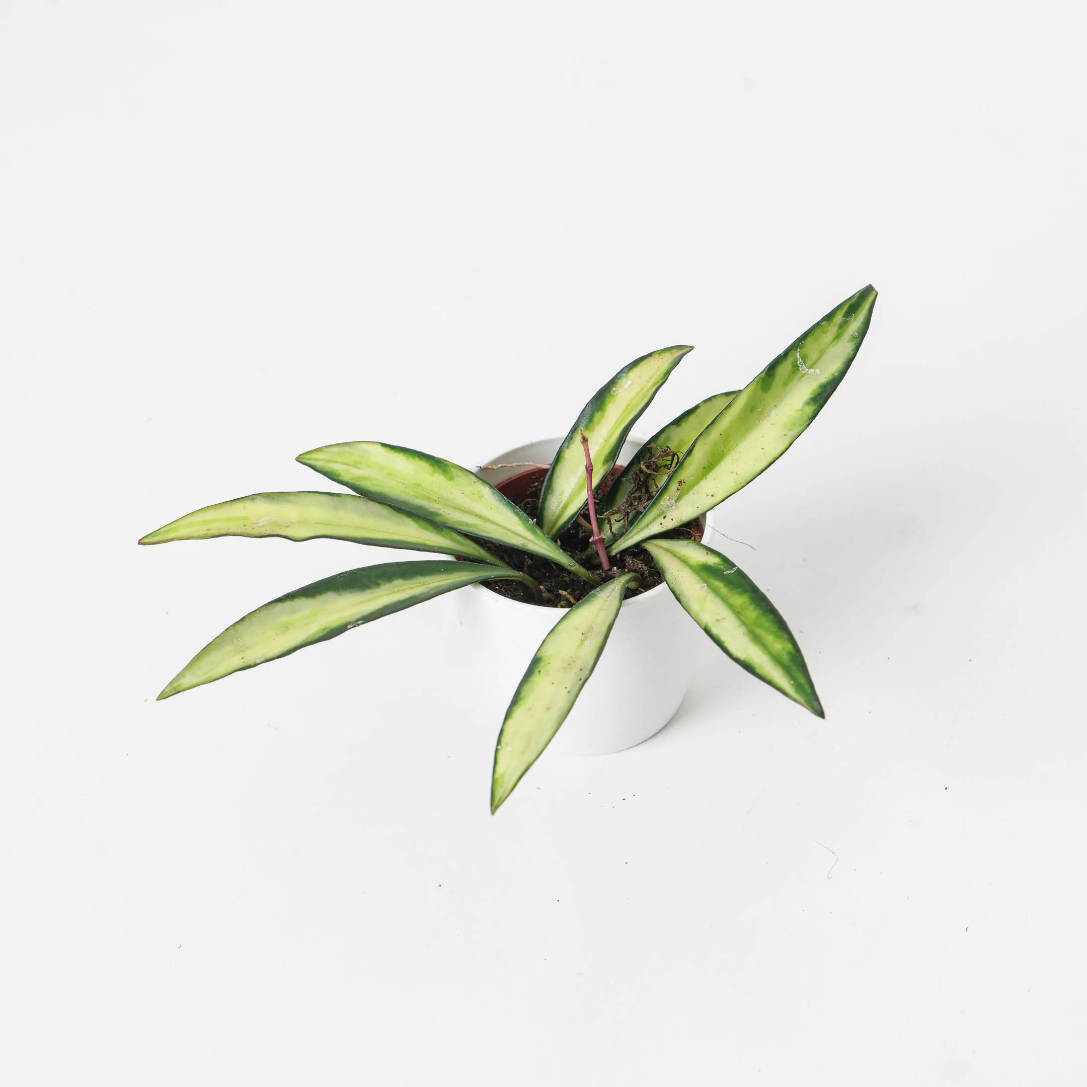 Hoya Wayetti Tricolor - Image 5