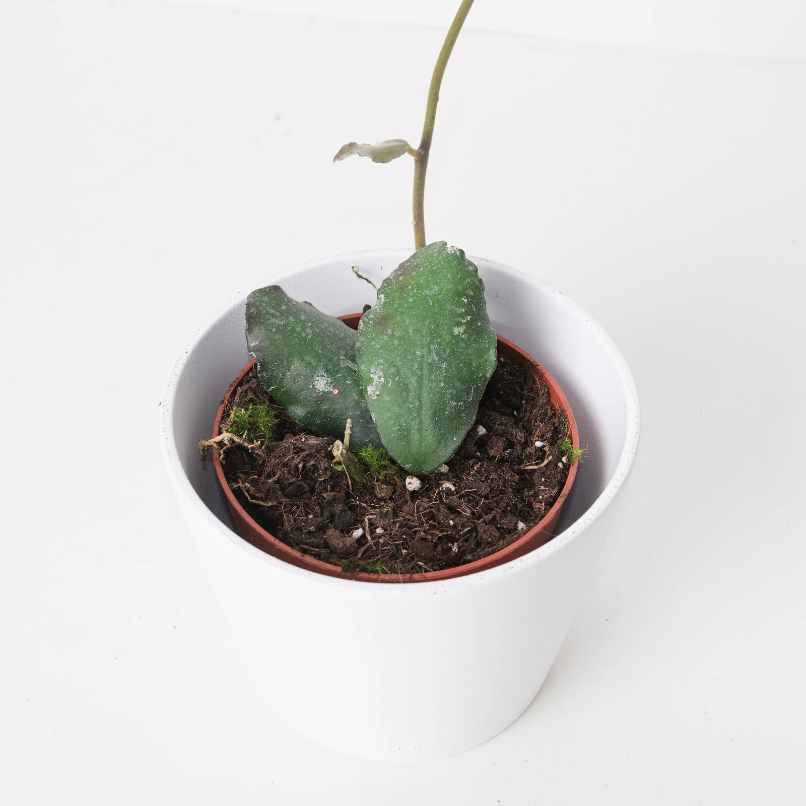 Hoya waymaniae