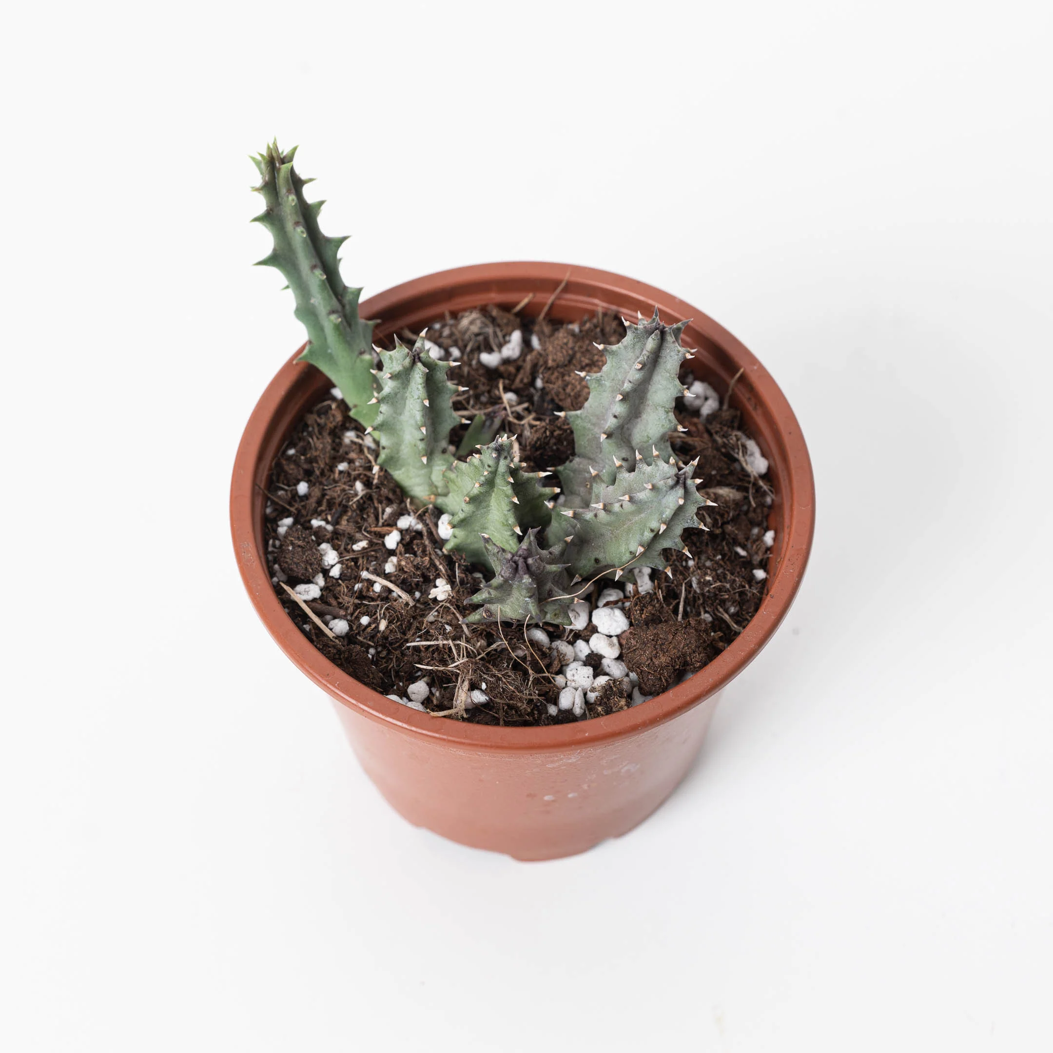 Huernia primulina (Stapeliad)