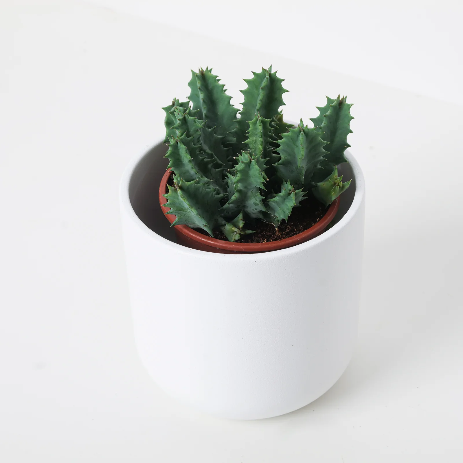 Huernia zebrina