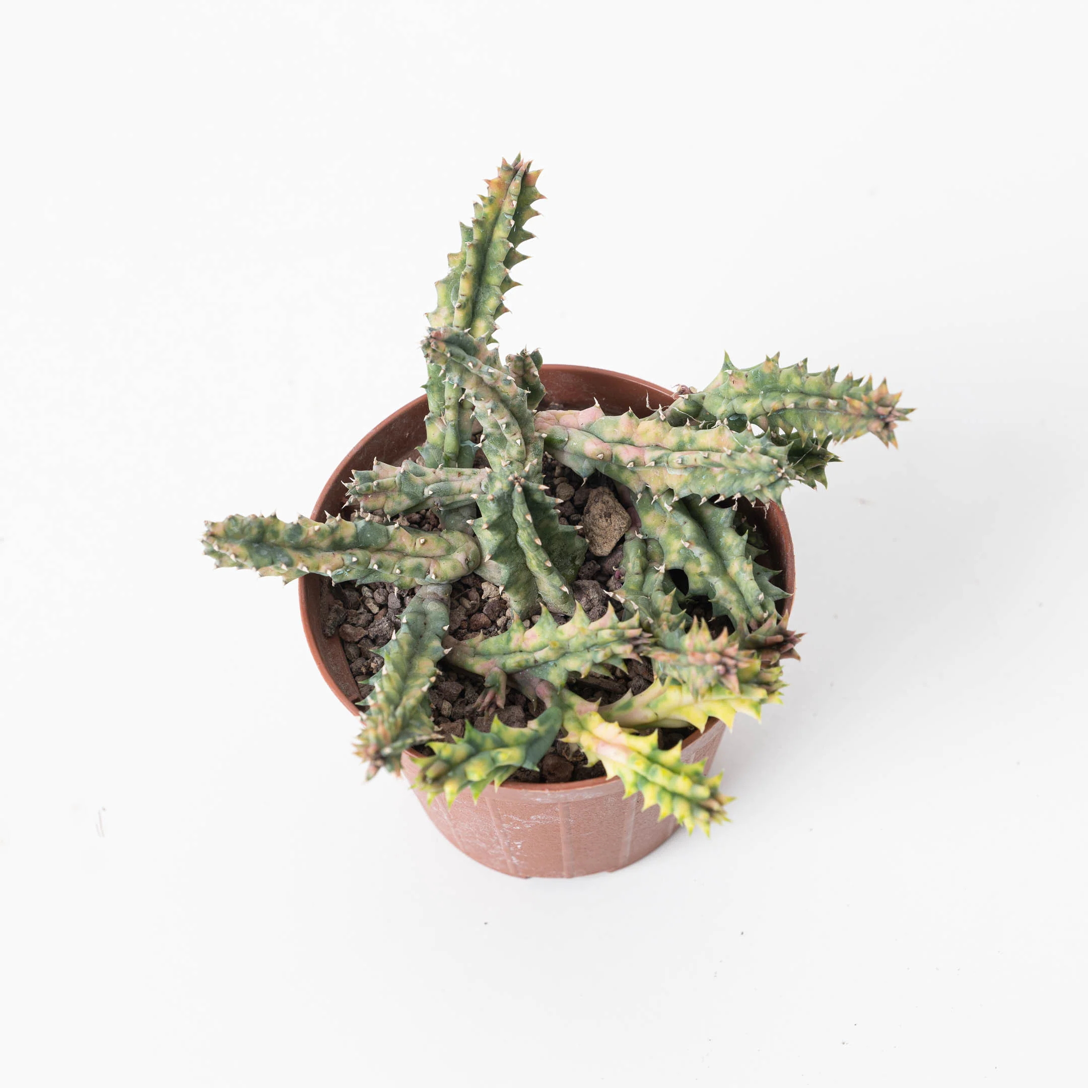 Huernia zebrina Variegated