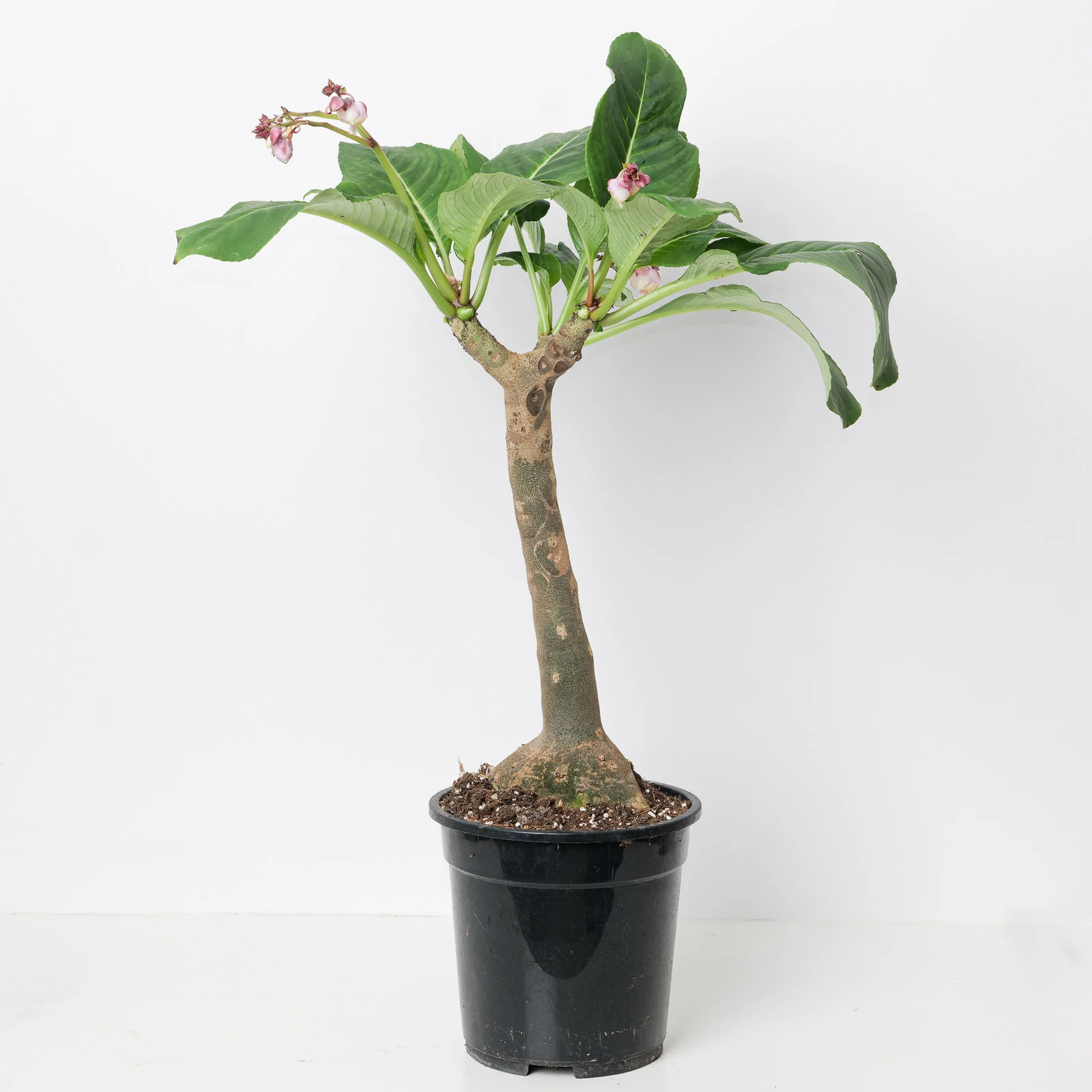 Impatiens mirabilis