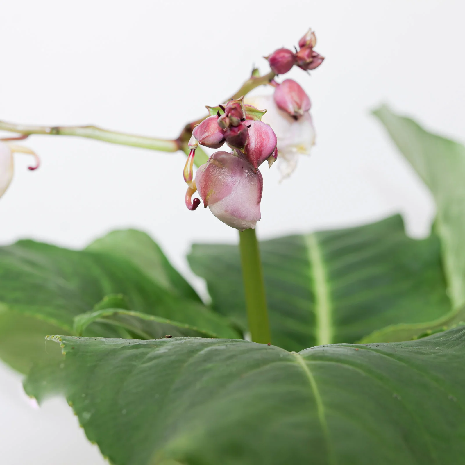 Impatiens mirabilis - Image 2