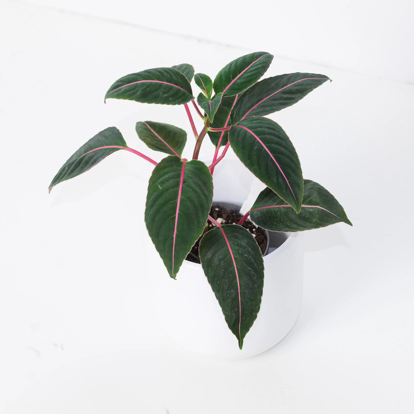 Impatiens morsei 'Velvetea'