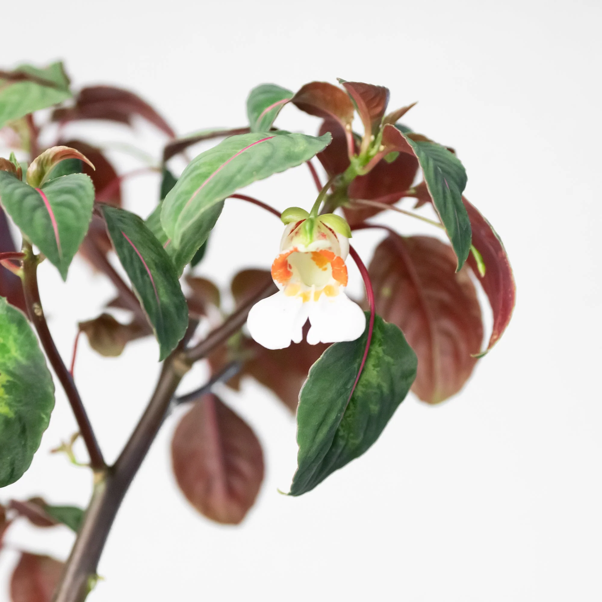 Impatiens morsei 'Velvetea' - Image 2