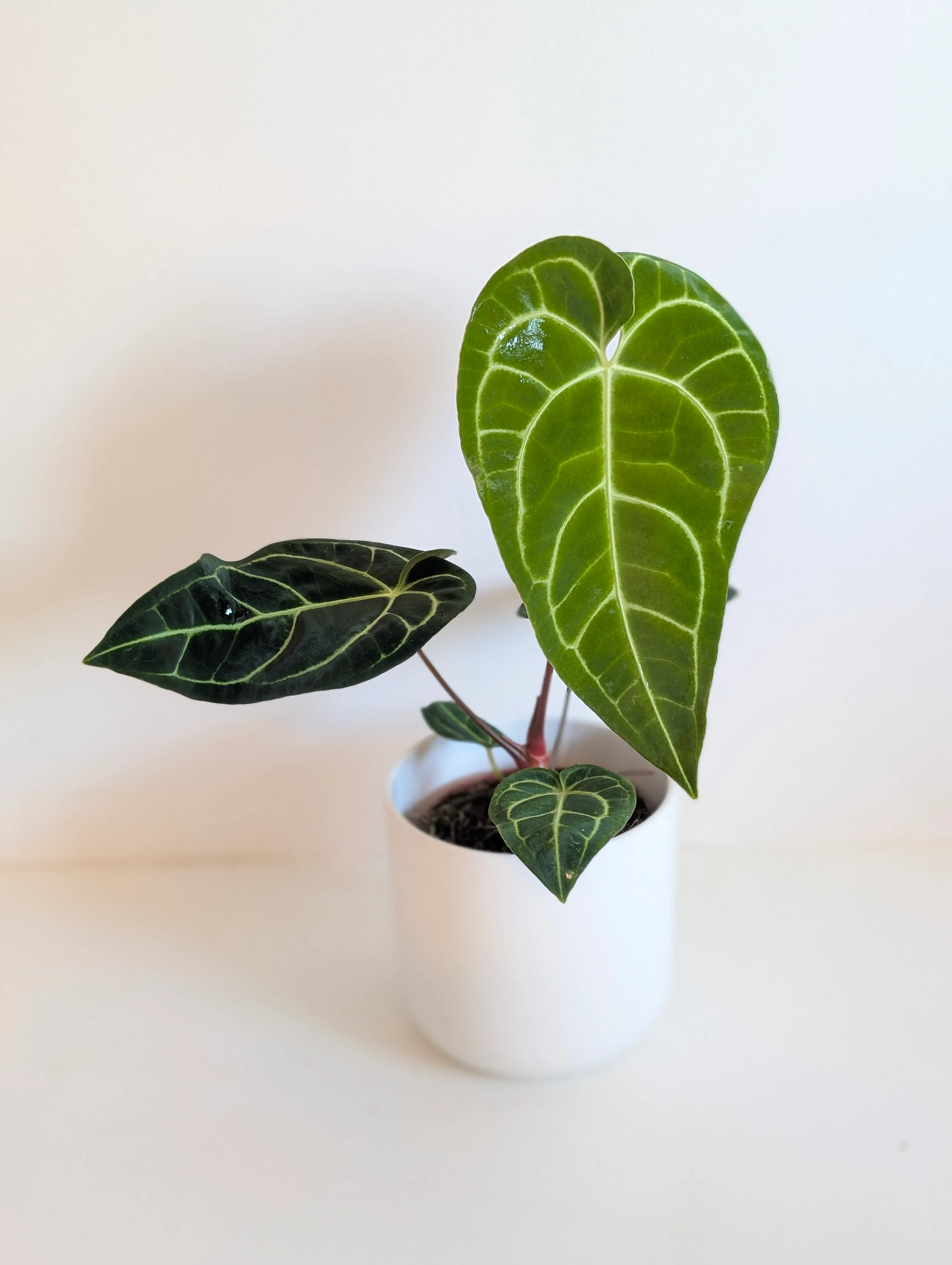Imperfect Anthurium Regale