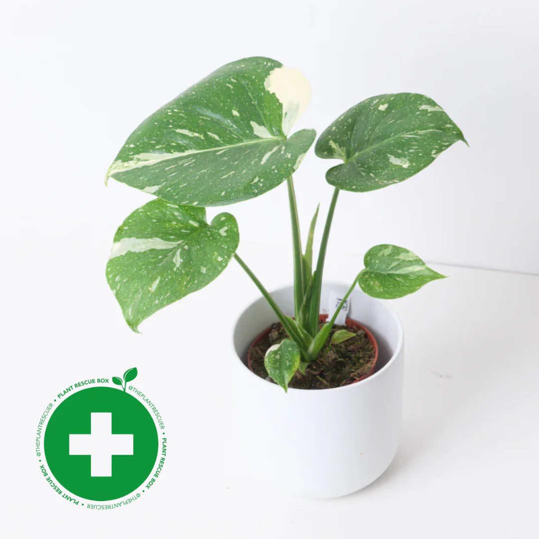Monstera Deliciosa Thai Constellation - Image 9