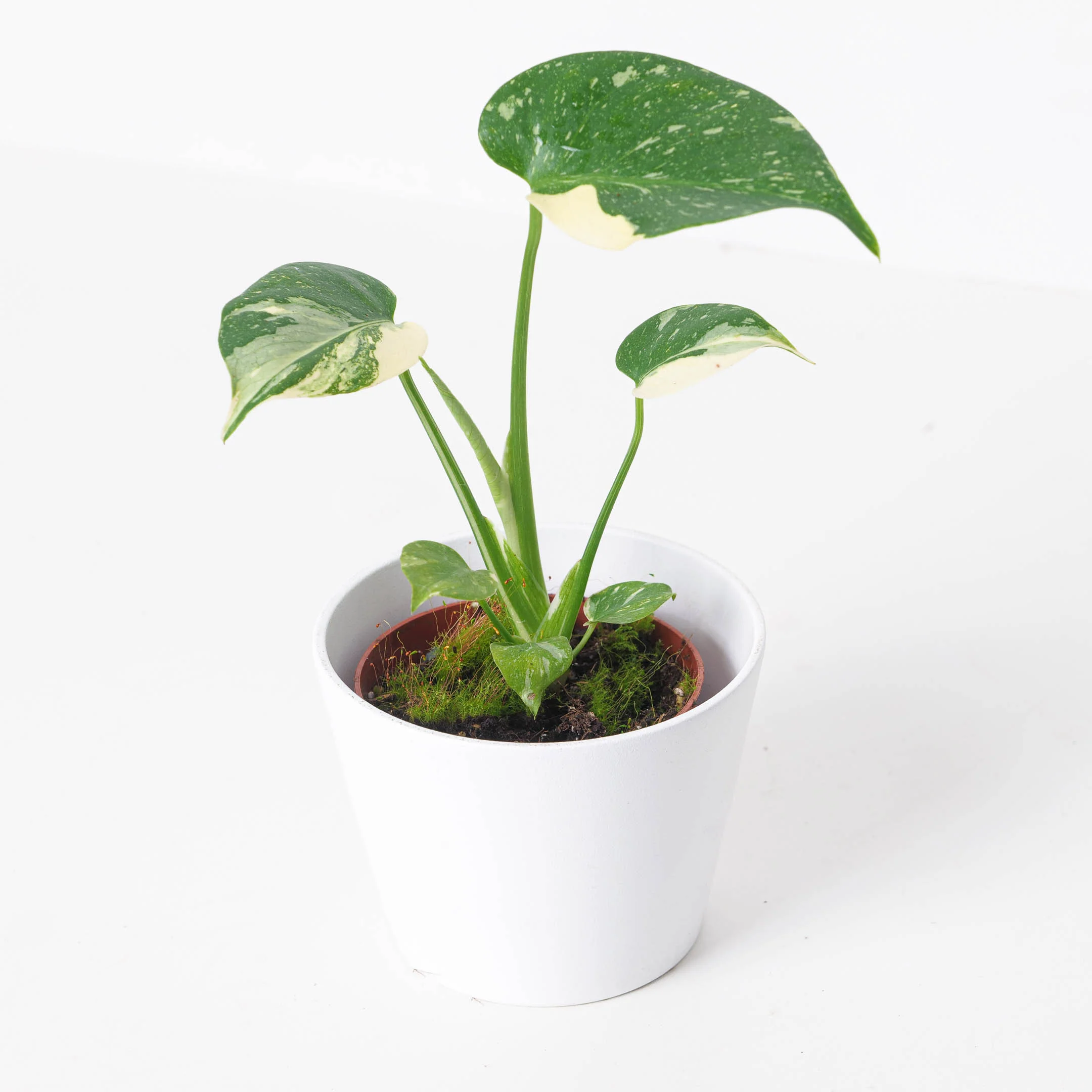 Monstera Deliciosa Thai Constellation - Image 3