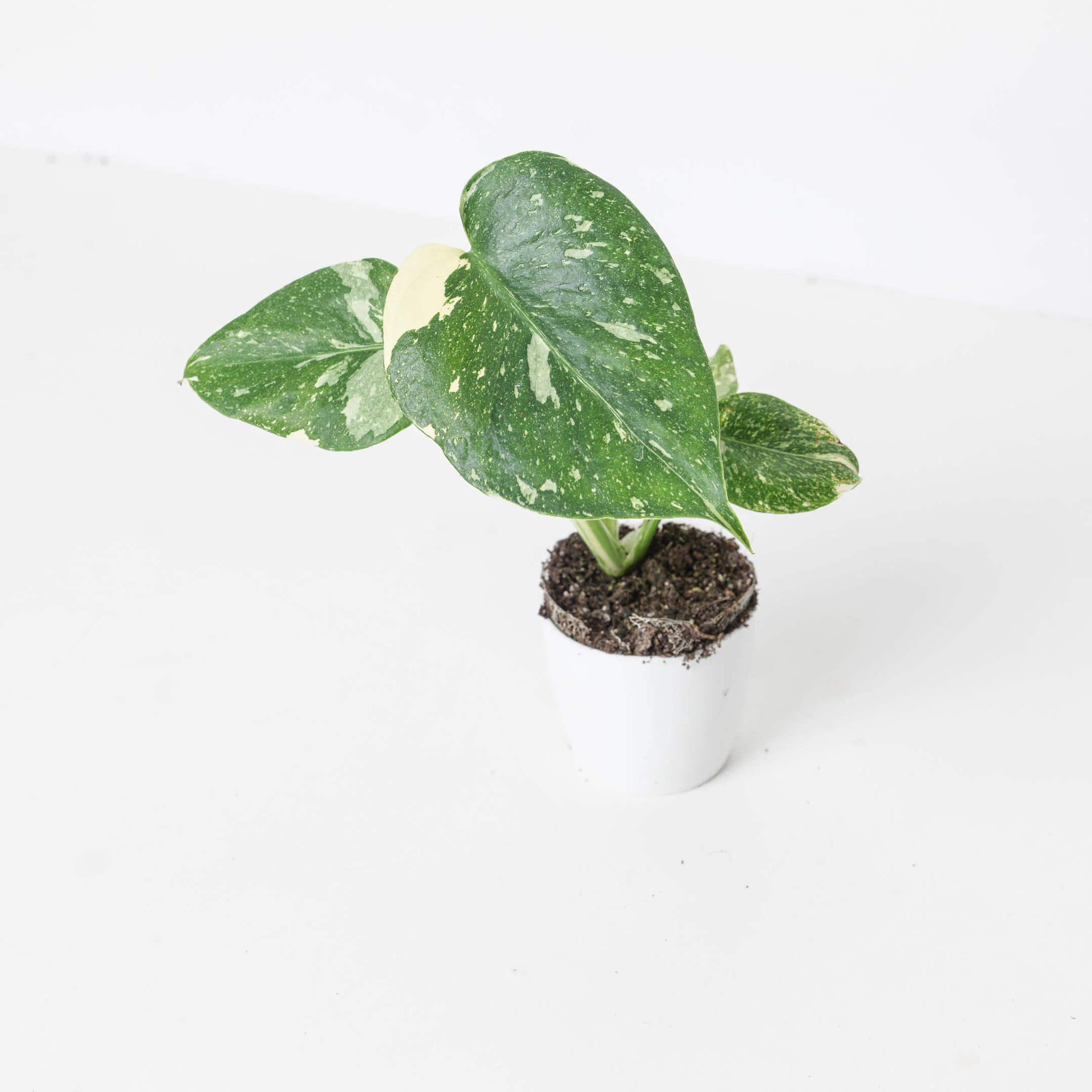 Monstera Deliciosa Thai Constellation - Image 4