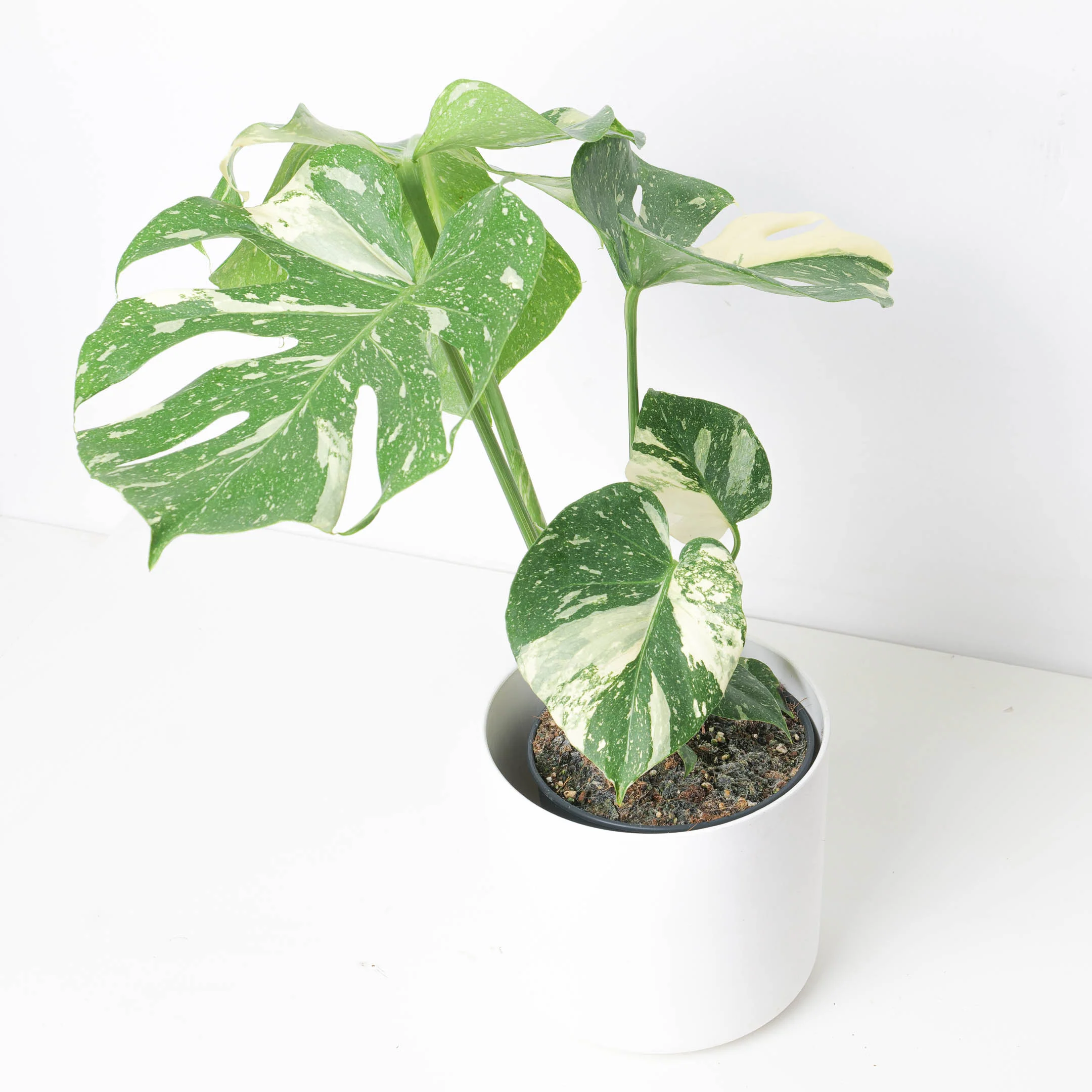 Monstera Deliciosa Thai Constellation - Image 5