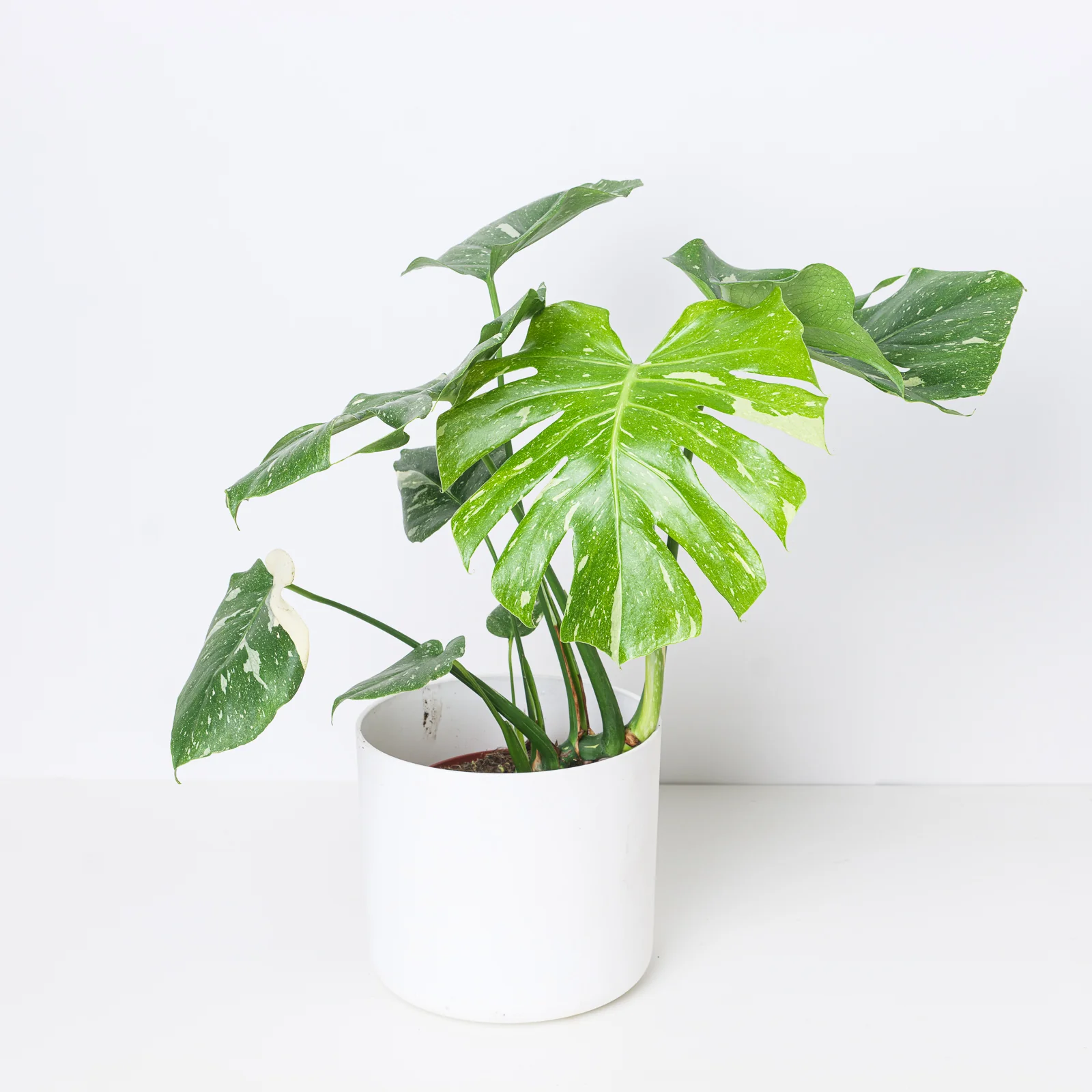 Monstera Deliciosa Thai Constellation - Image 6