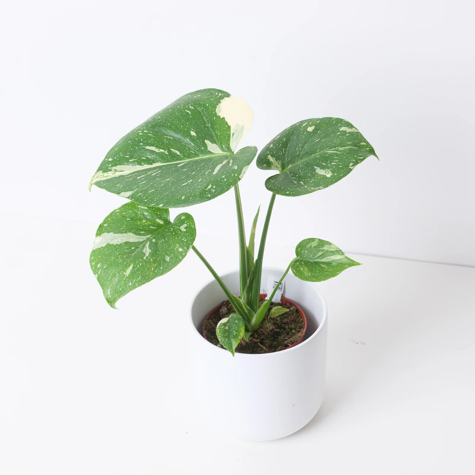 Monstera Deliciosa Thai Constellation - Image 7