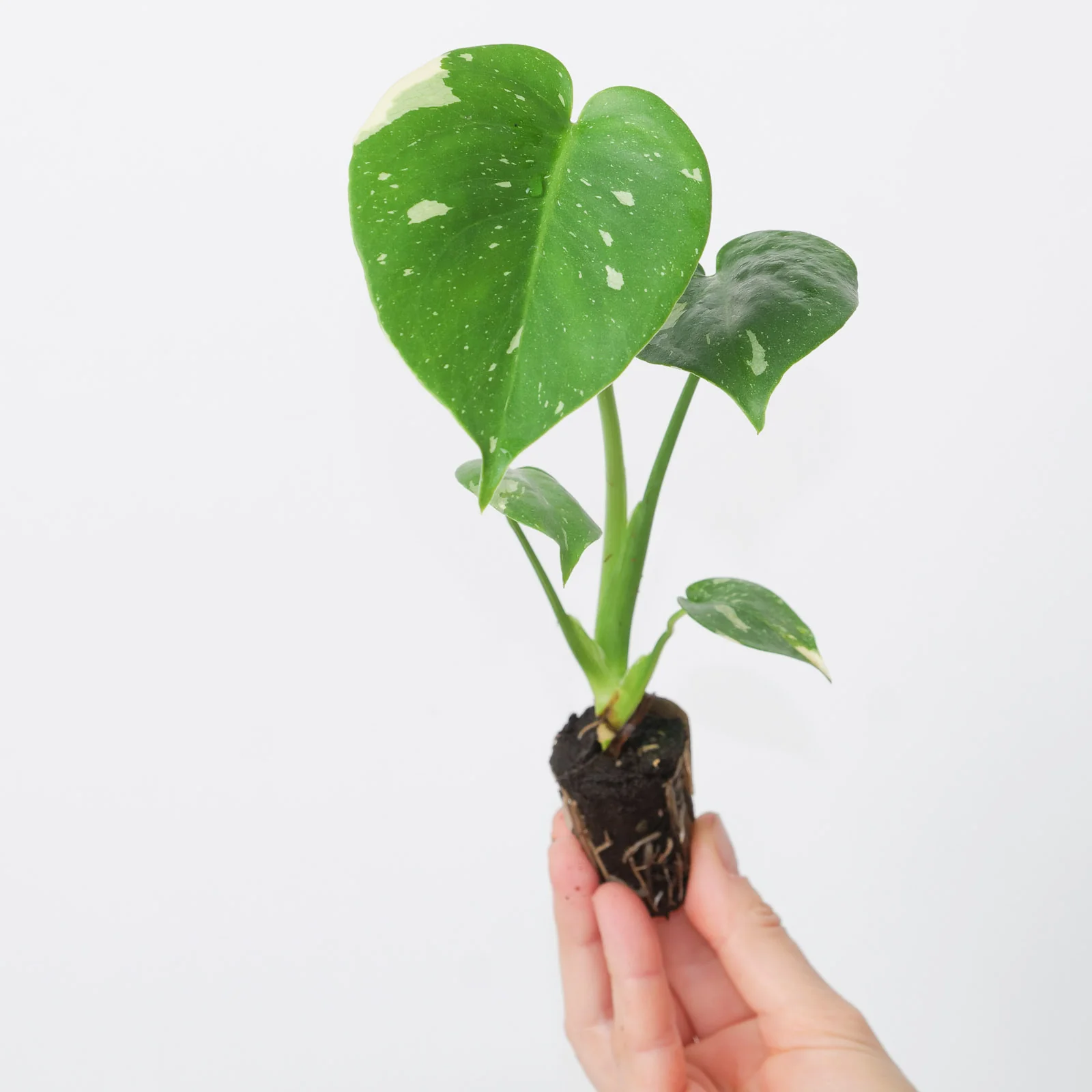 Monstera Deliciosa Thai Constellation - Image 8