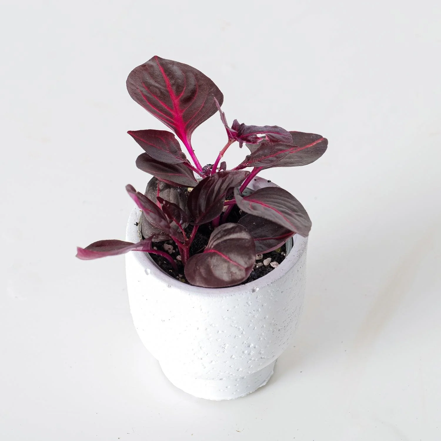 Iresine Herbstii Bloodleaf