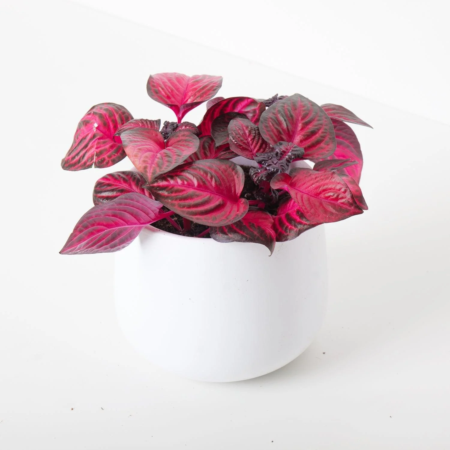 Iresine Herbstii Red