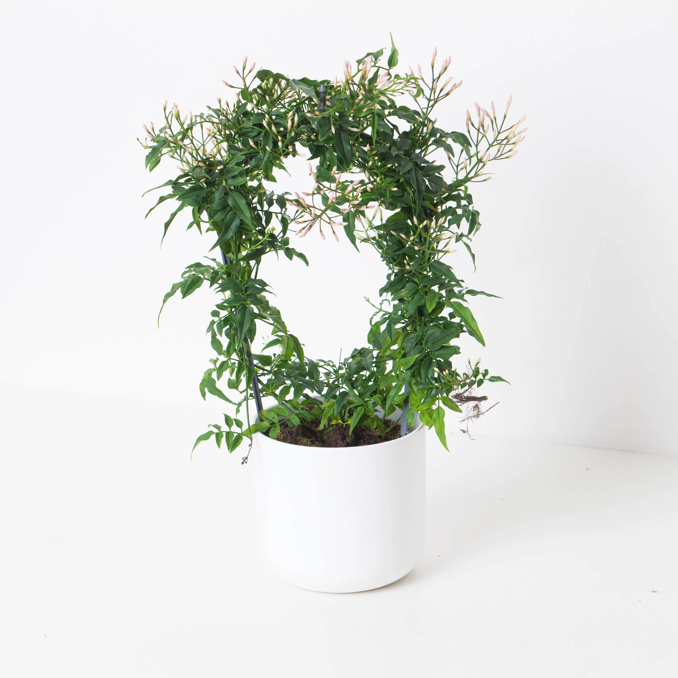 Jasmine Plant | Jasminium polyanthum - Image 3