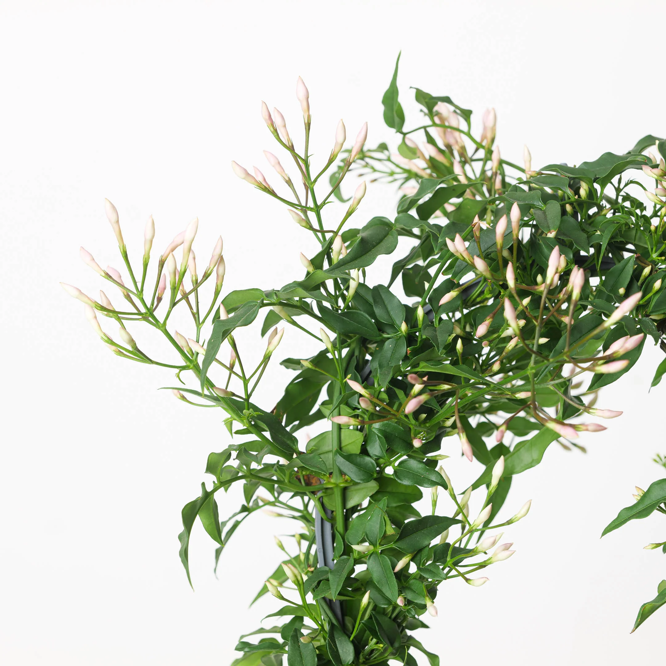 Jasmine Plant | Jasminium polyanthum - Image 4