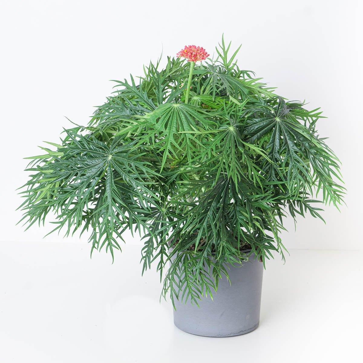 Jatropha multifida | Coral Plant