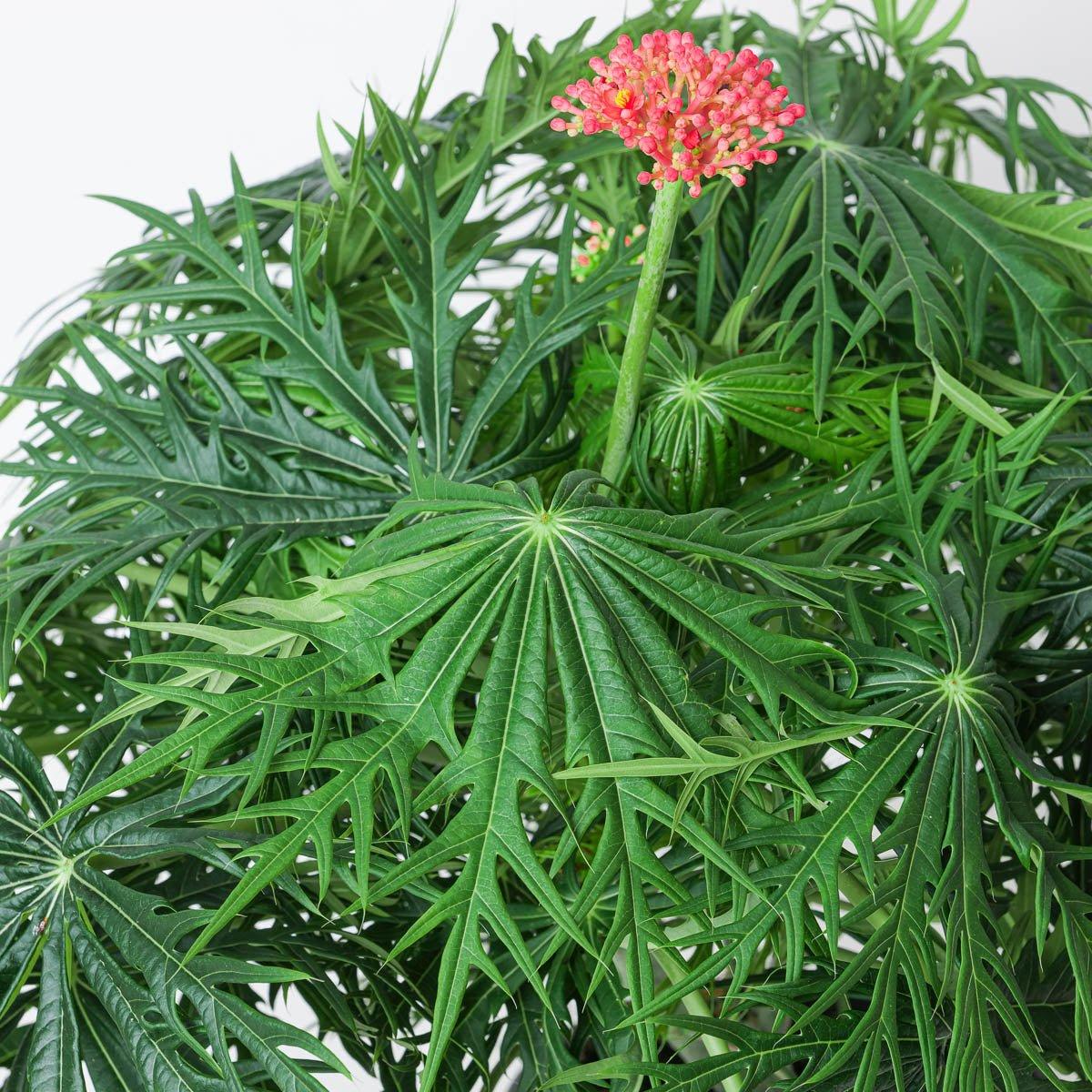 Jatropha multifida | Coral Plant - Image 2
