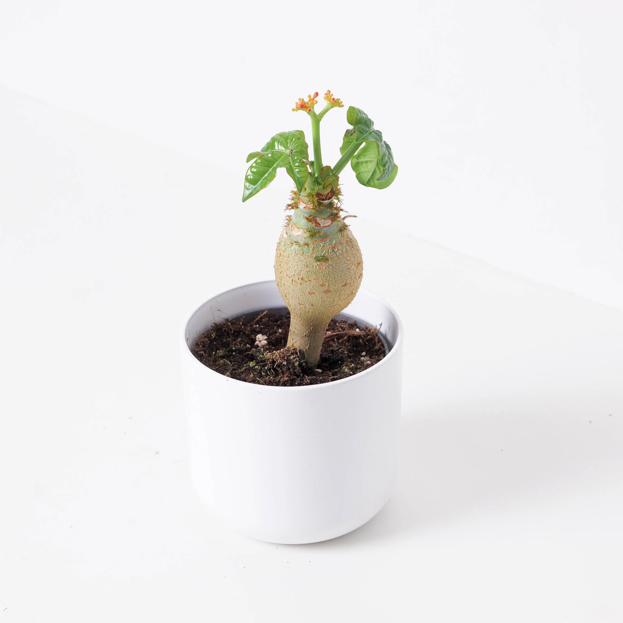 Jatropha podagrica