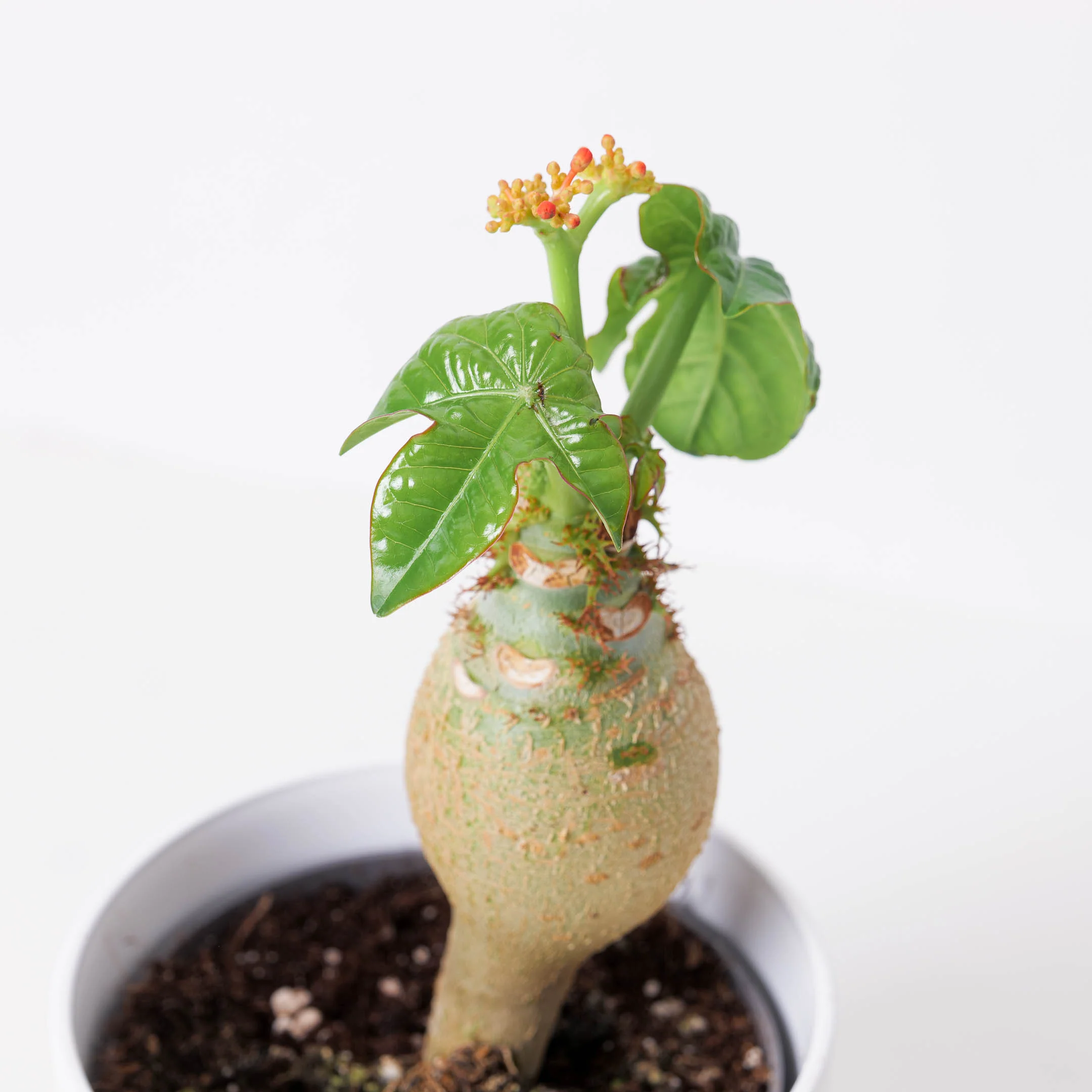 Jatropha podagrica - Image 2