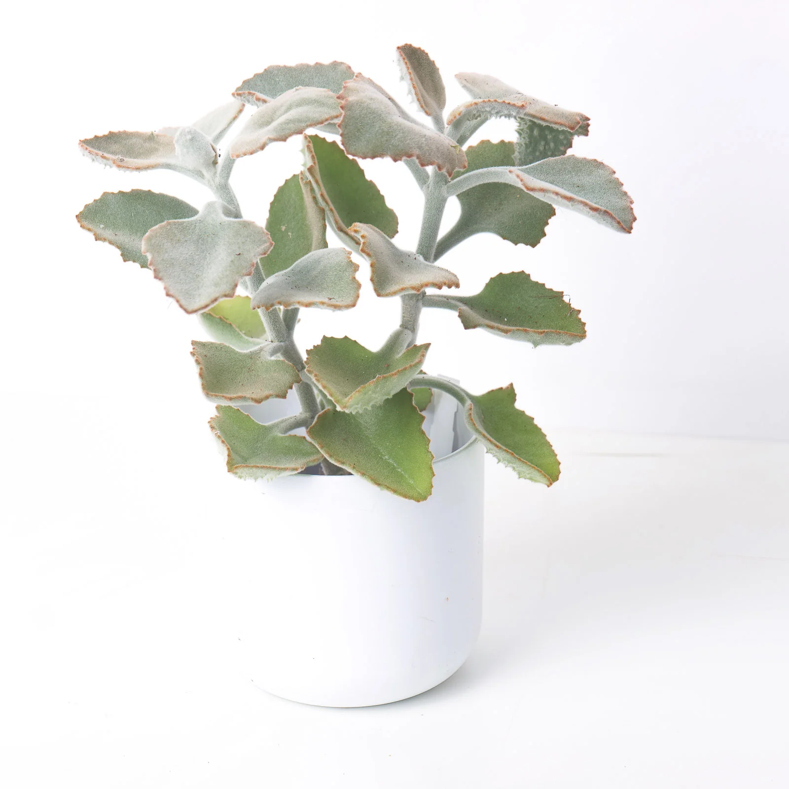 Kalanchoe beharensis