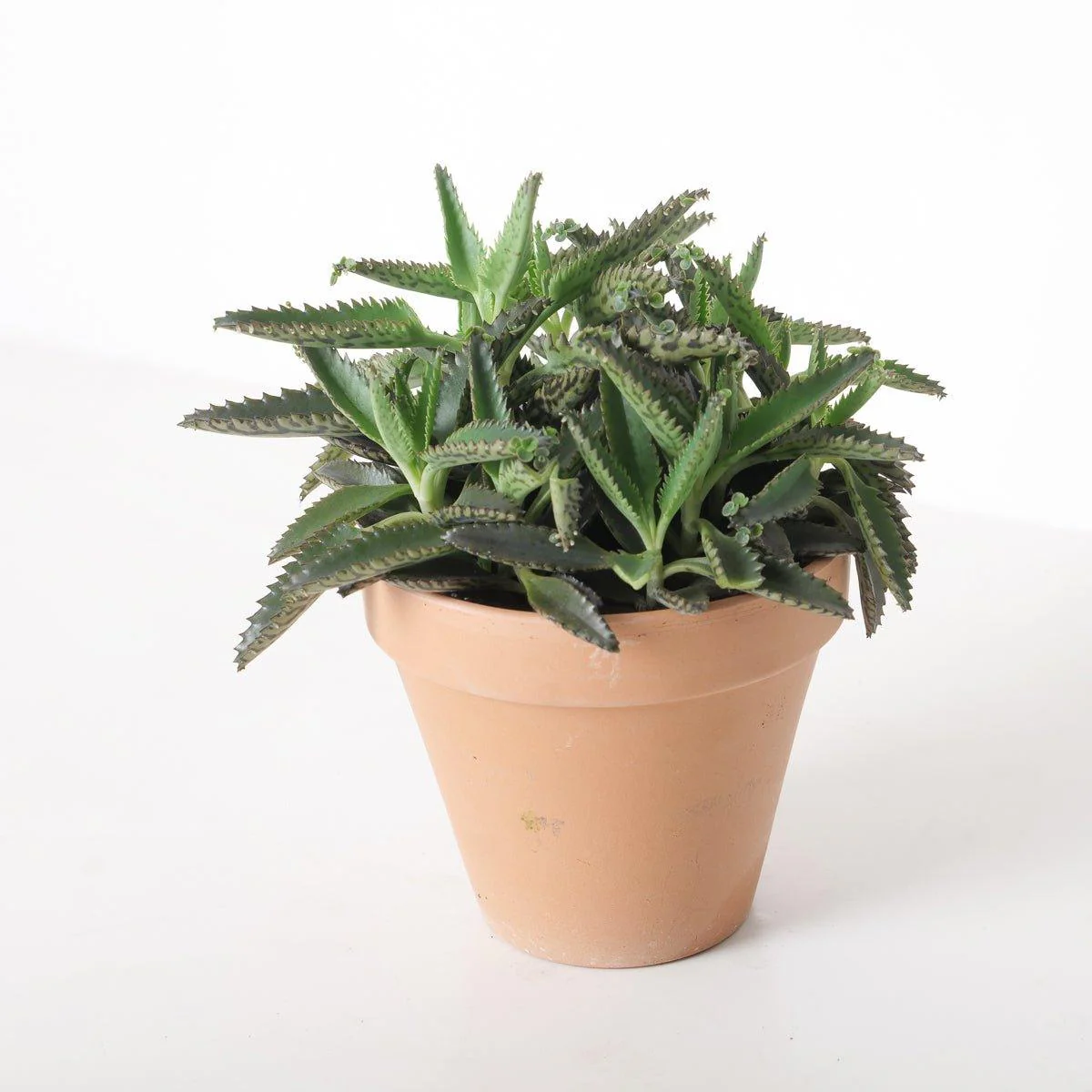 Kalanchoe daigremontiana | Mother of Thousands