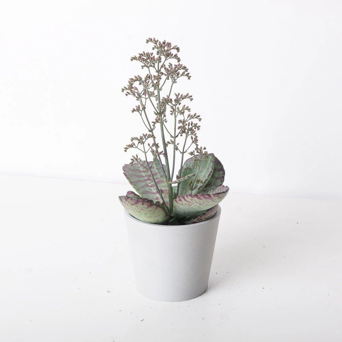 Kalanchoe 'Desert Surprise'