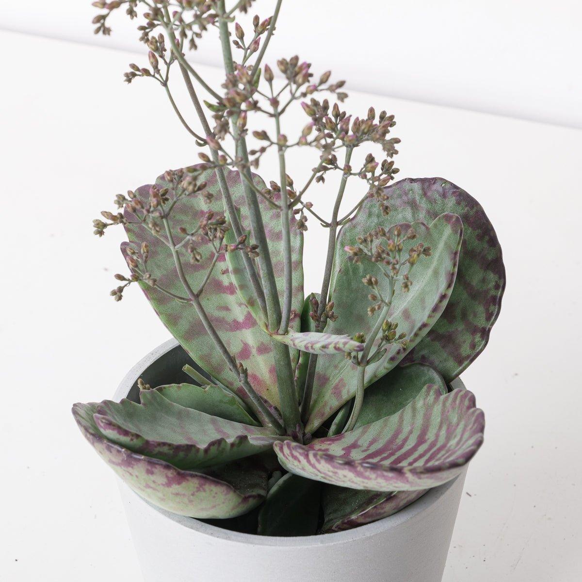 Kalanchoe 'Desert Surprise' - Image 2