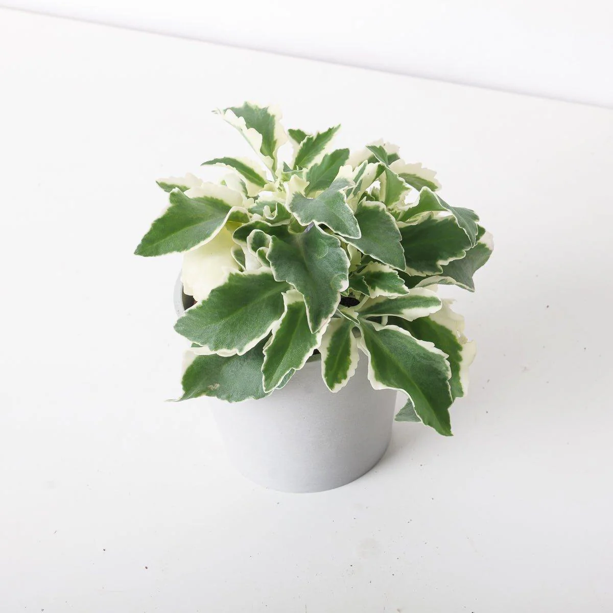 Kalanchoe Laciniata Variegated