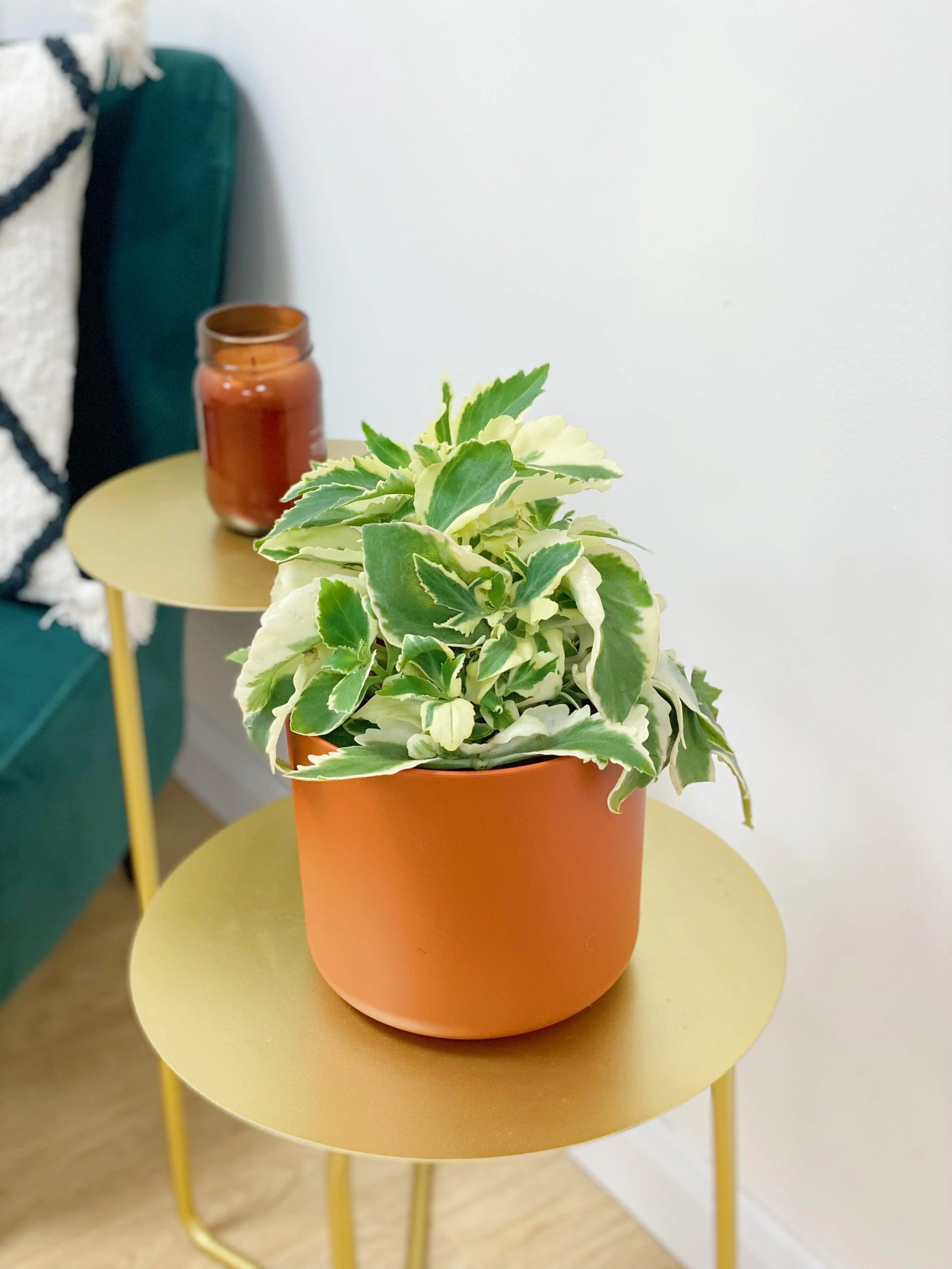 Kalanchoe Laciniata Variegated - Image 2