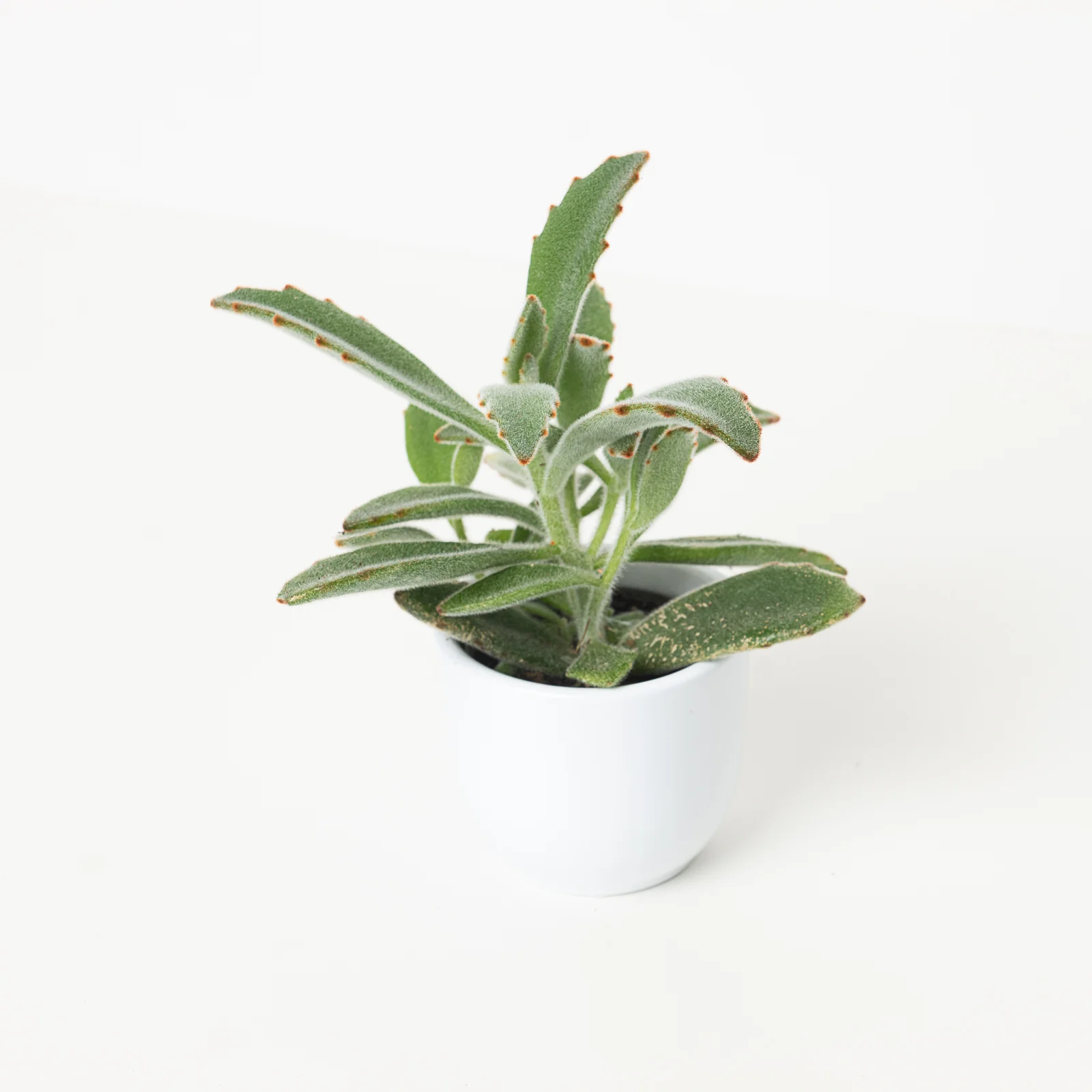 Kalanchoe tormentosa