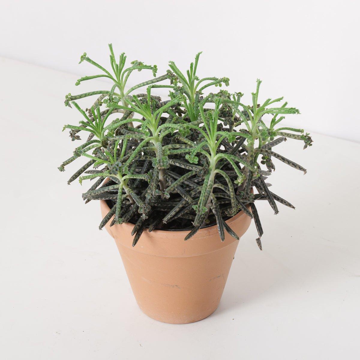 Kalanchoe tubiflora | Mother of Millions