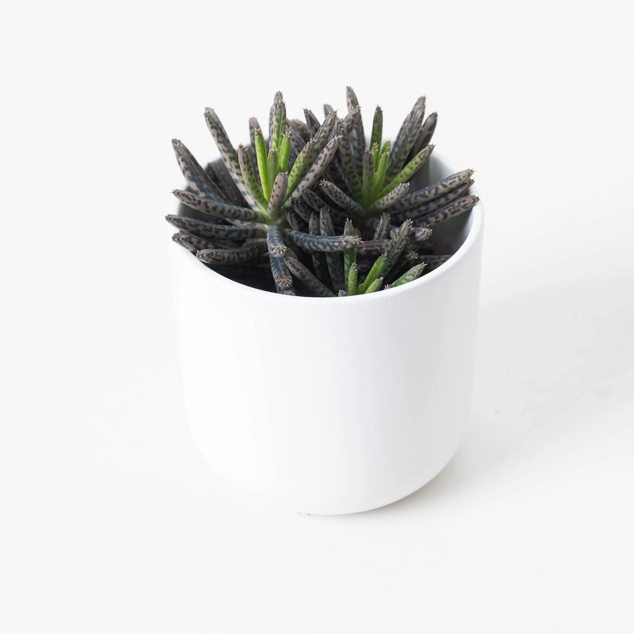Kalanchoe tubiflora | Mother of Millions - Image 3