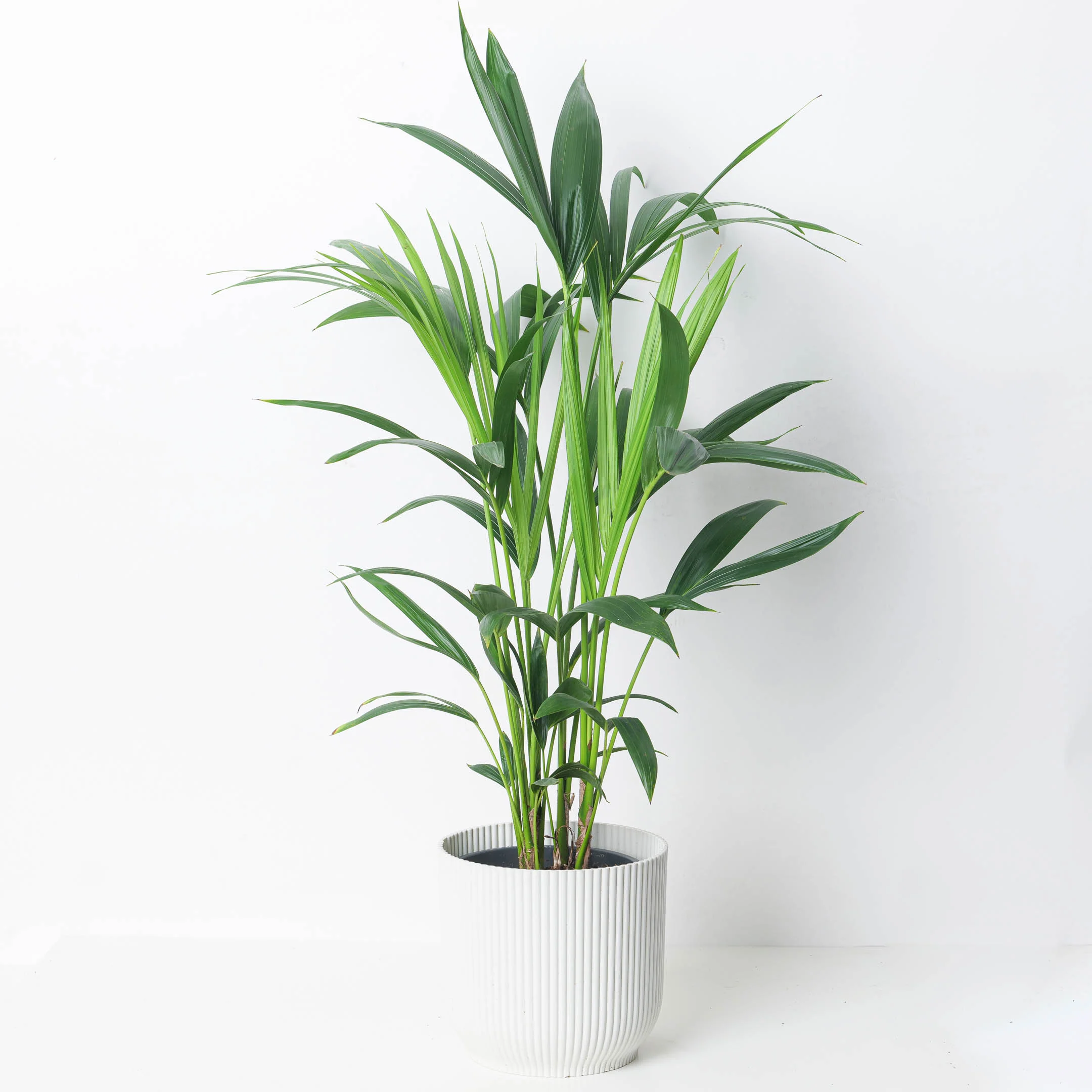 Kentia Palm | Howea Fosteriana