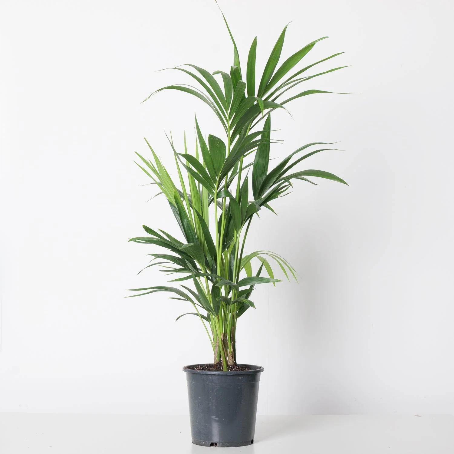 Kentia Palm | Howea Fosteriana - Image 2